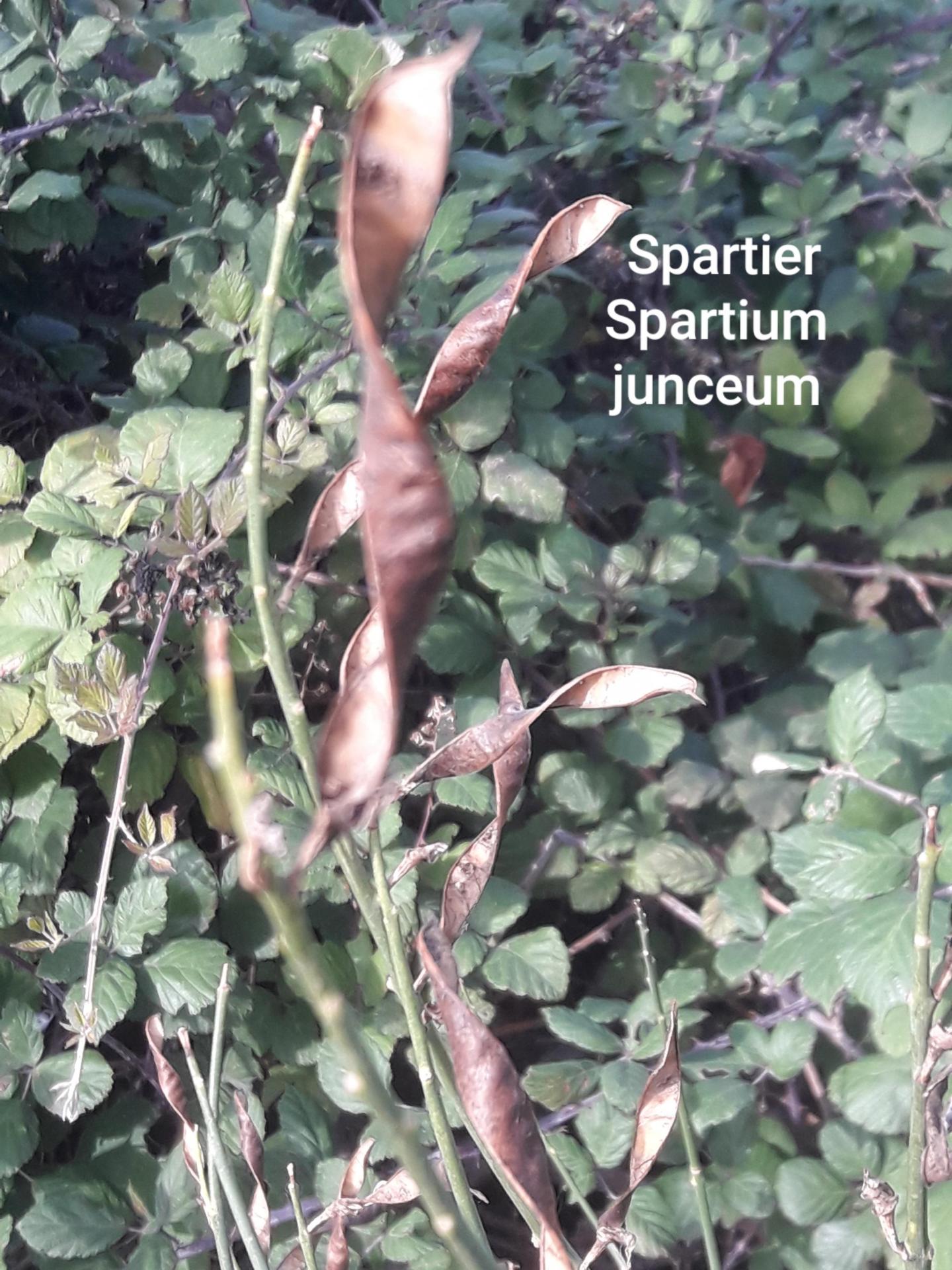 Spartium 2021 10 15 16h08m04