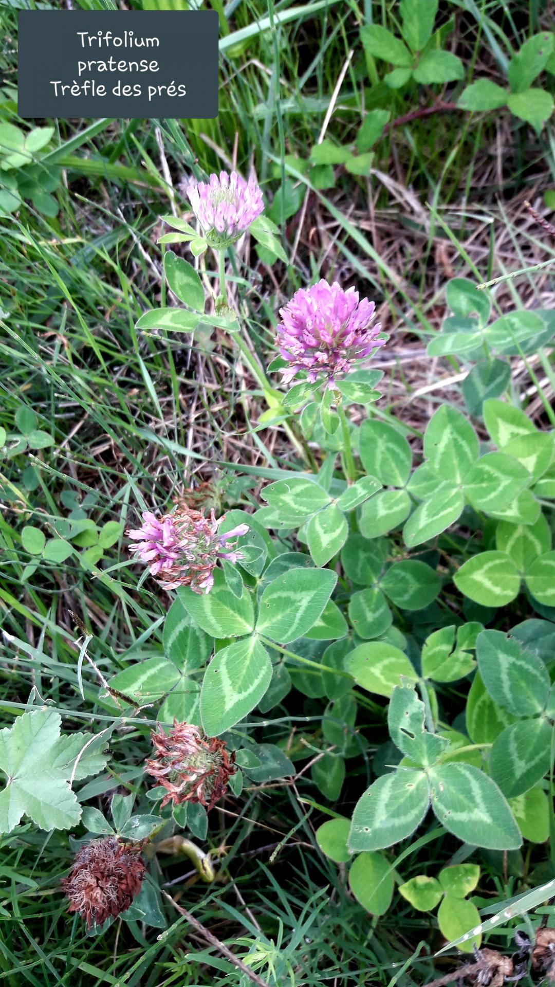 Trifolium pratense 20/09/20