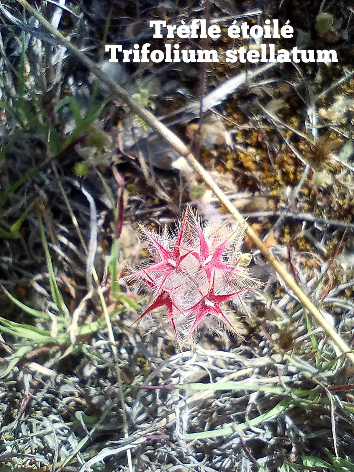 Trifolium stellatum 1