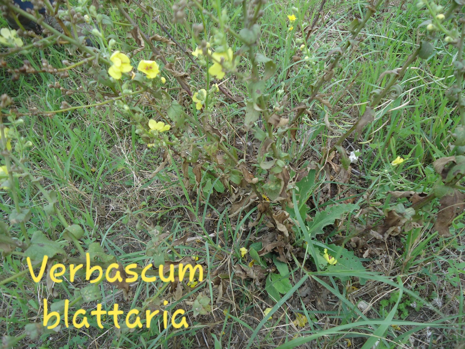 Verbascum blattaria   13/10/19