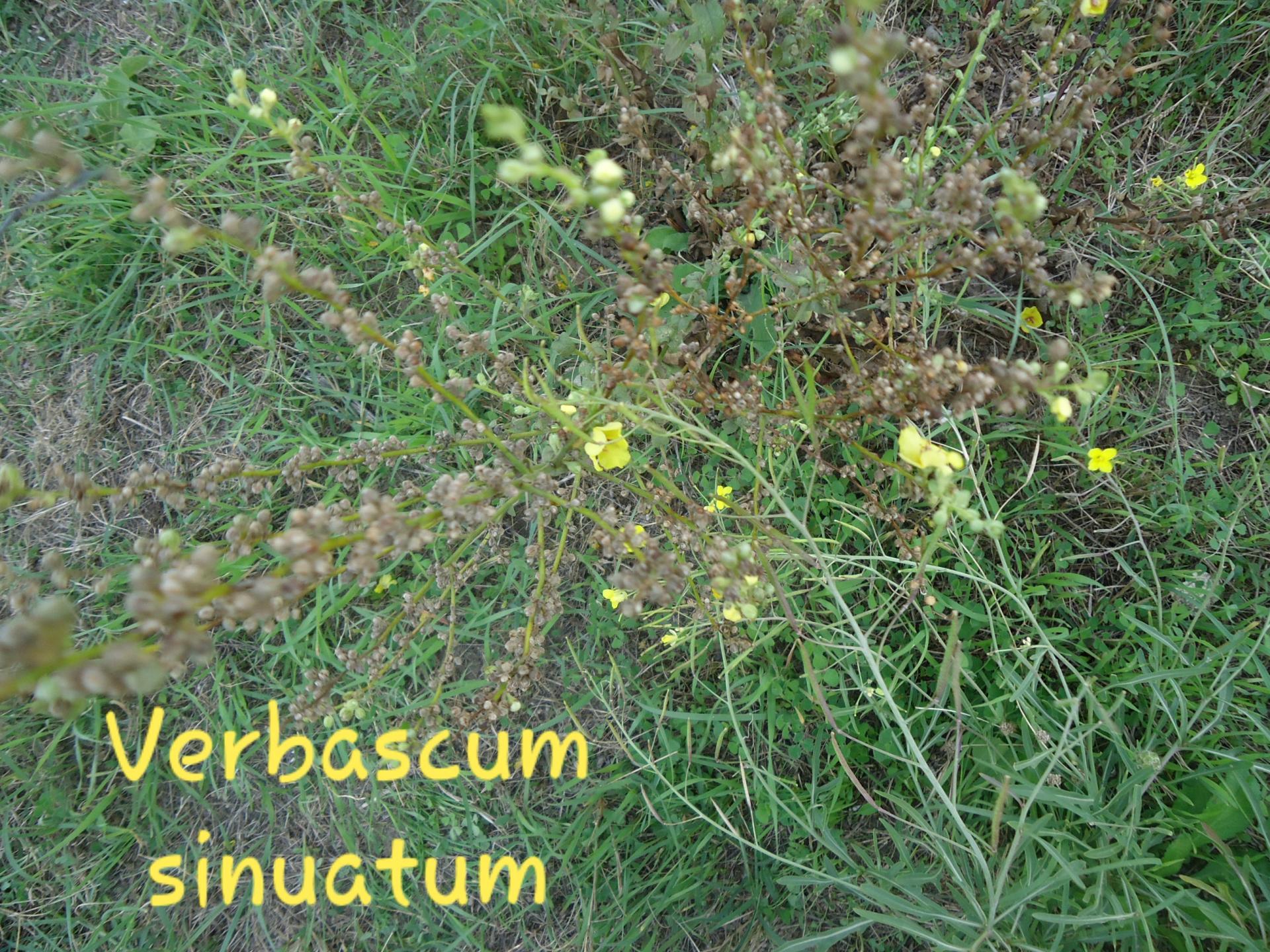 Verbascum sinuatum  13/10/19