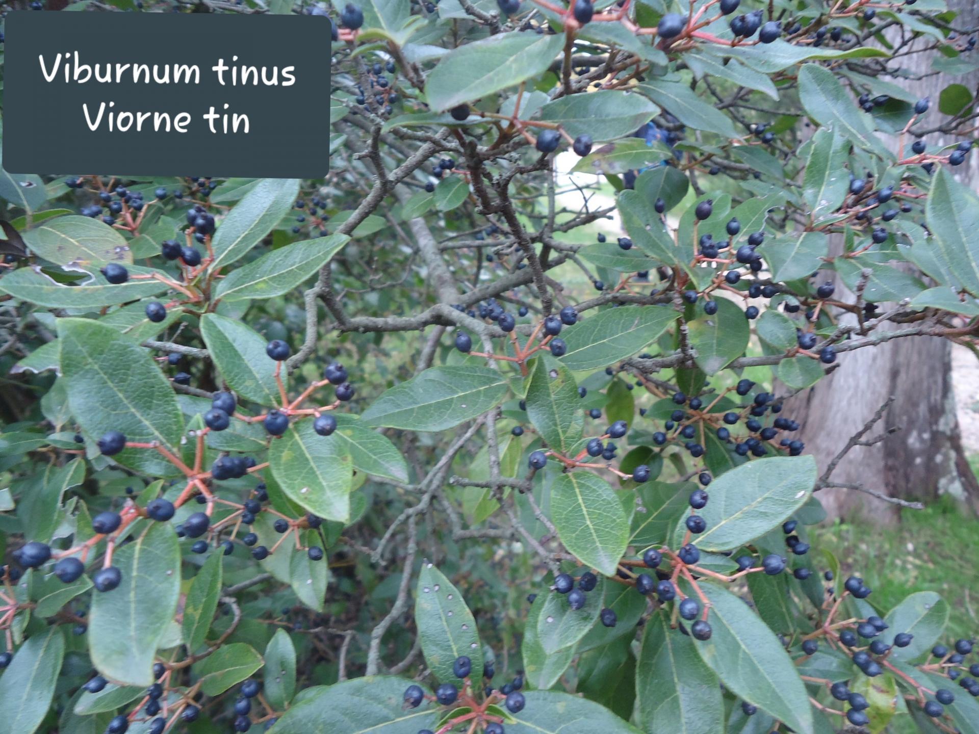 Viburnum tinus 28/11/19