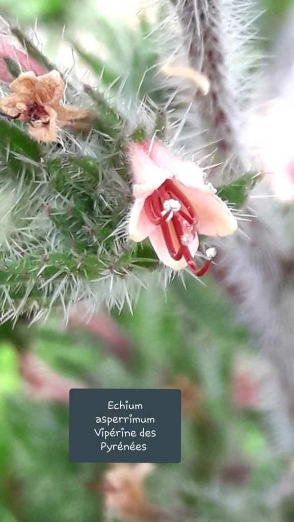 Echium asperrimum   25/06/20