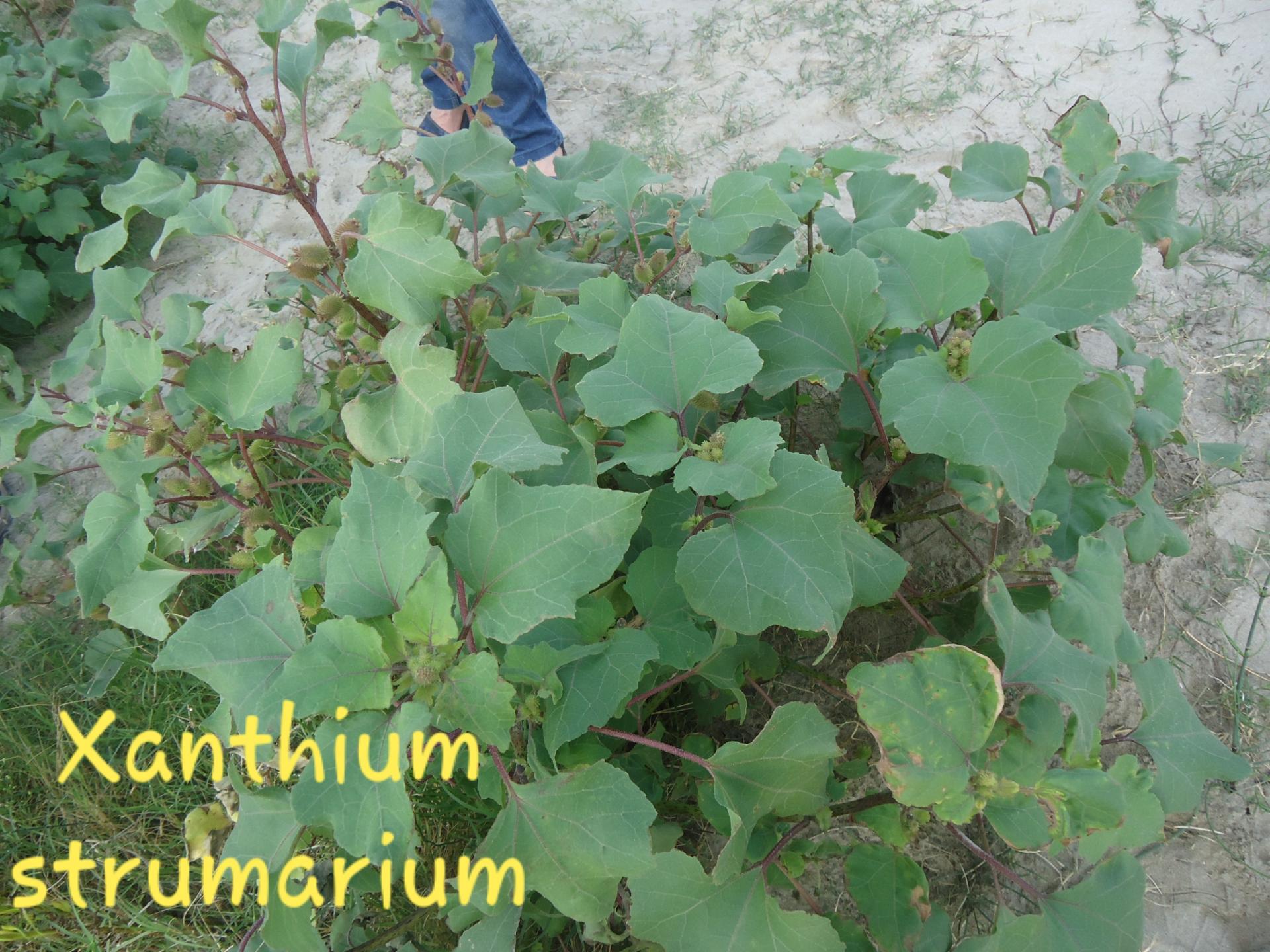 Xanthium strumarium 2