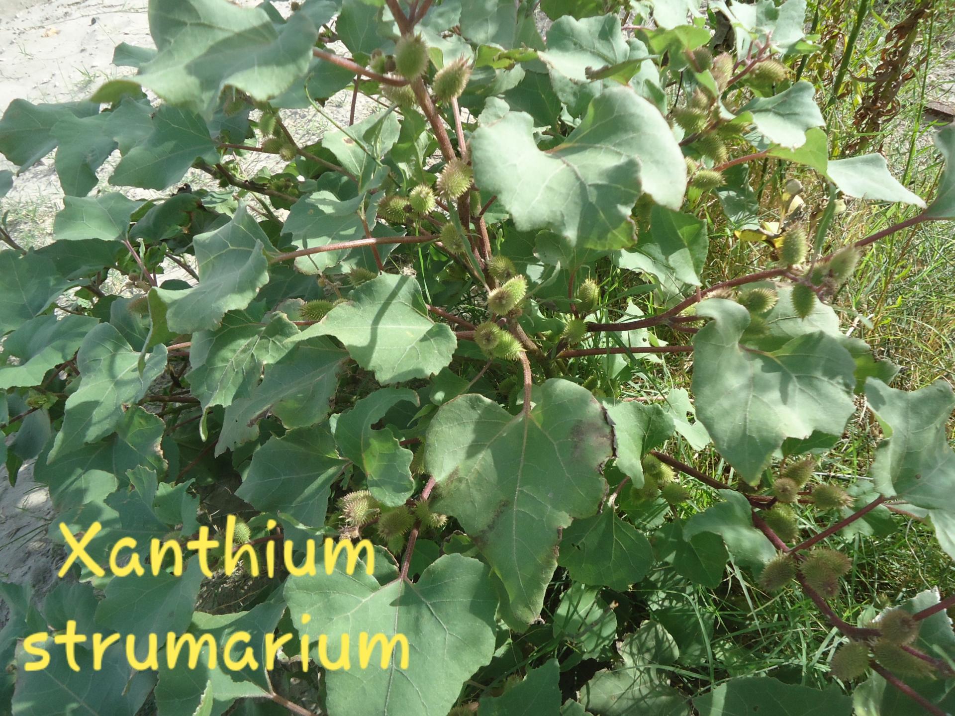 Xanthium strumarium