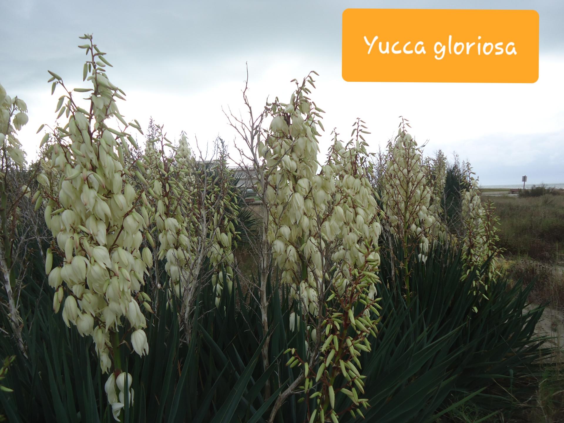 Yucca gloriosa 3