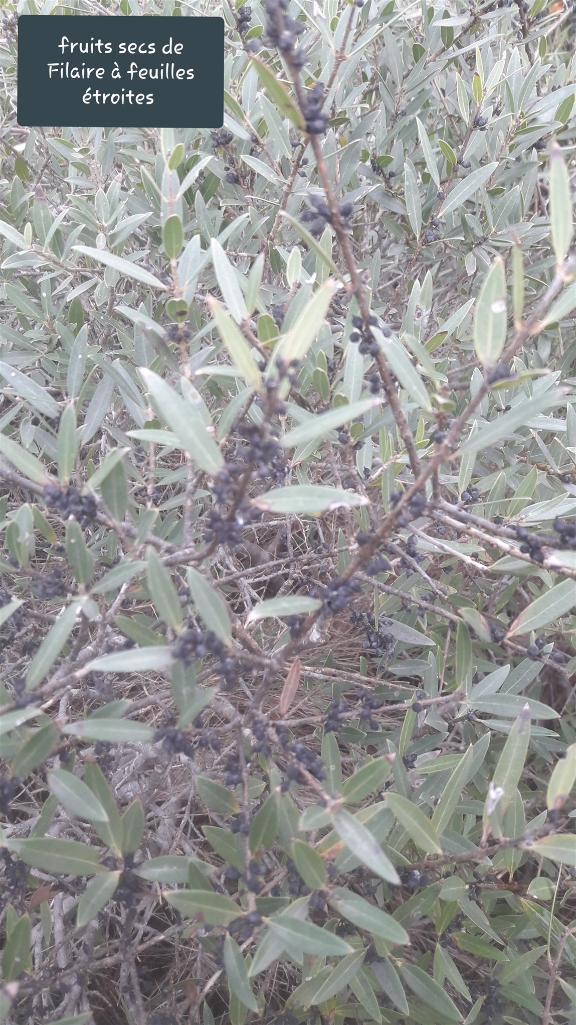 20191110_162435 (2268 x 4032)