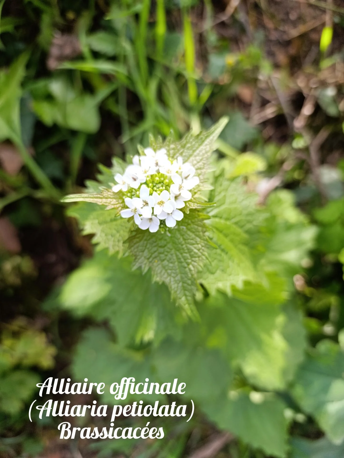 Alliaire officinale 01 25 03 27