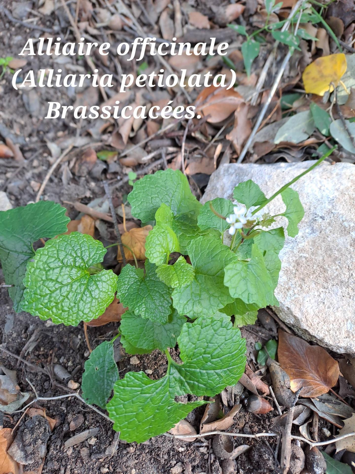 Alliaire officinale 02 07 01 26