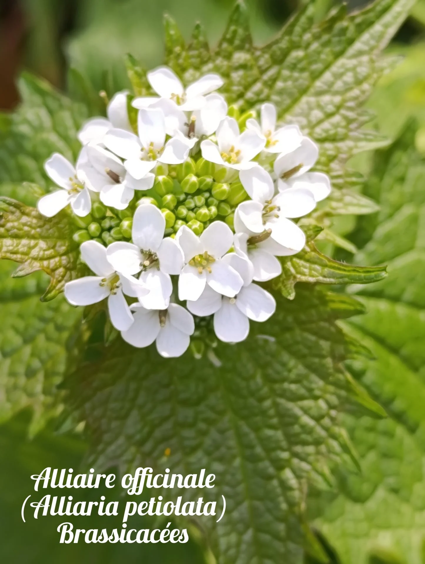 Alliaire officinale 02 25 03 26