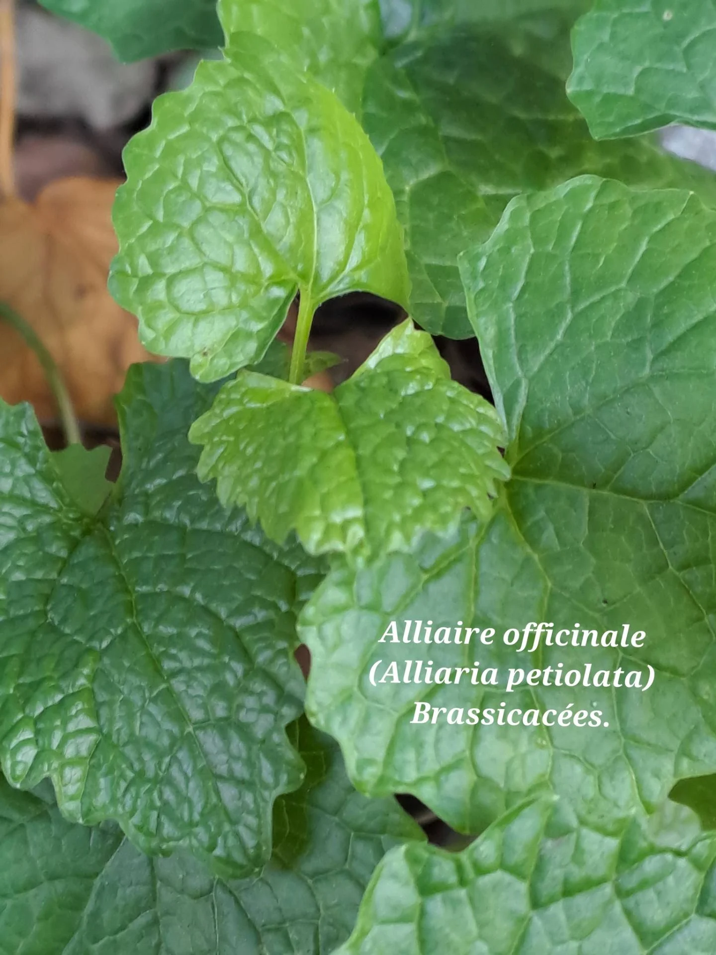 Alliaire officinale 03 07 01 26