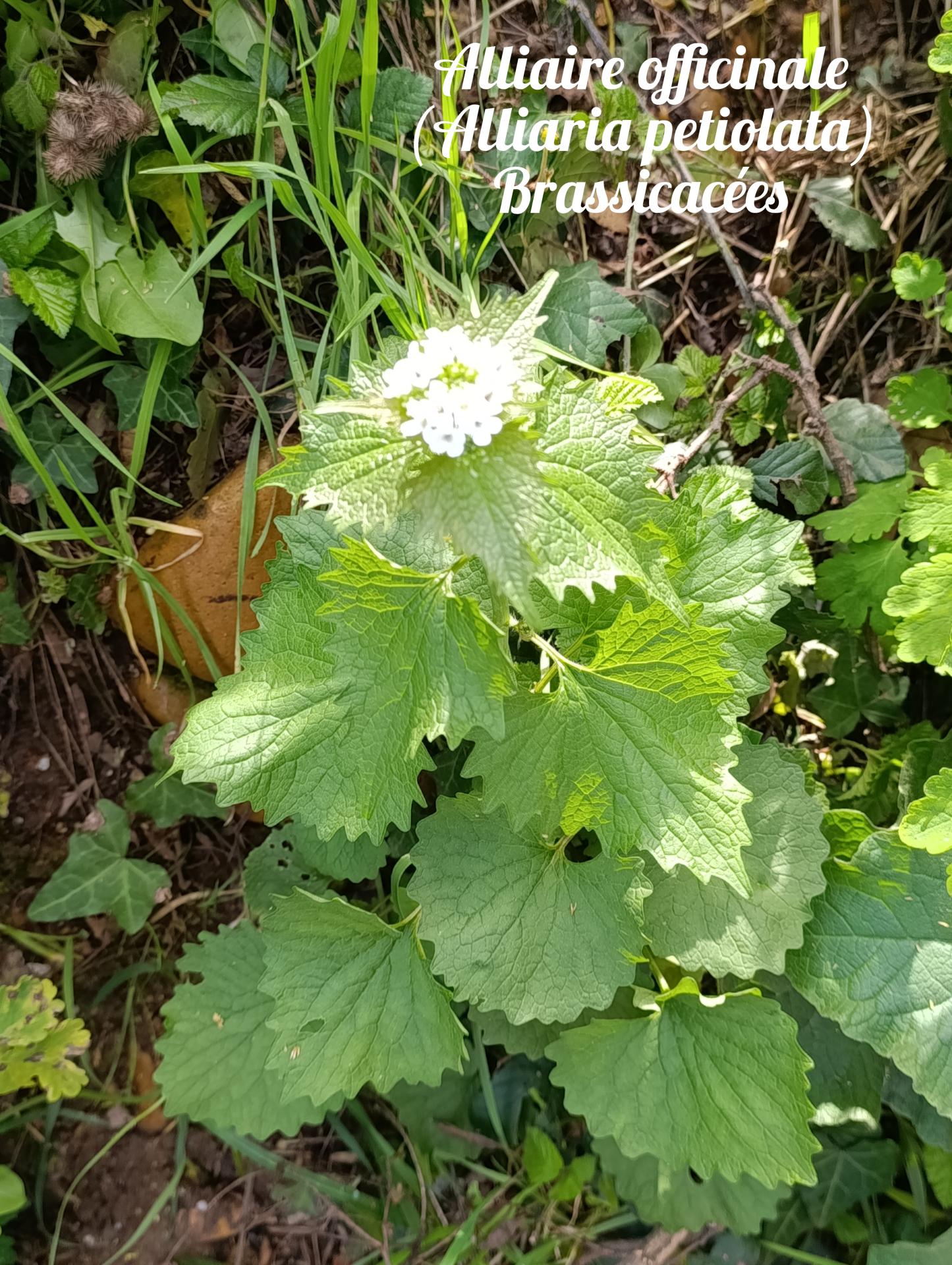Alliaire officinale 03 25 03 26