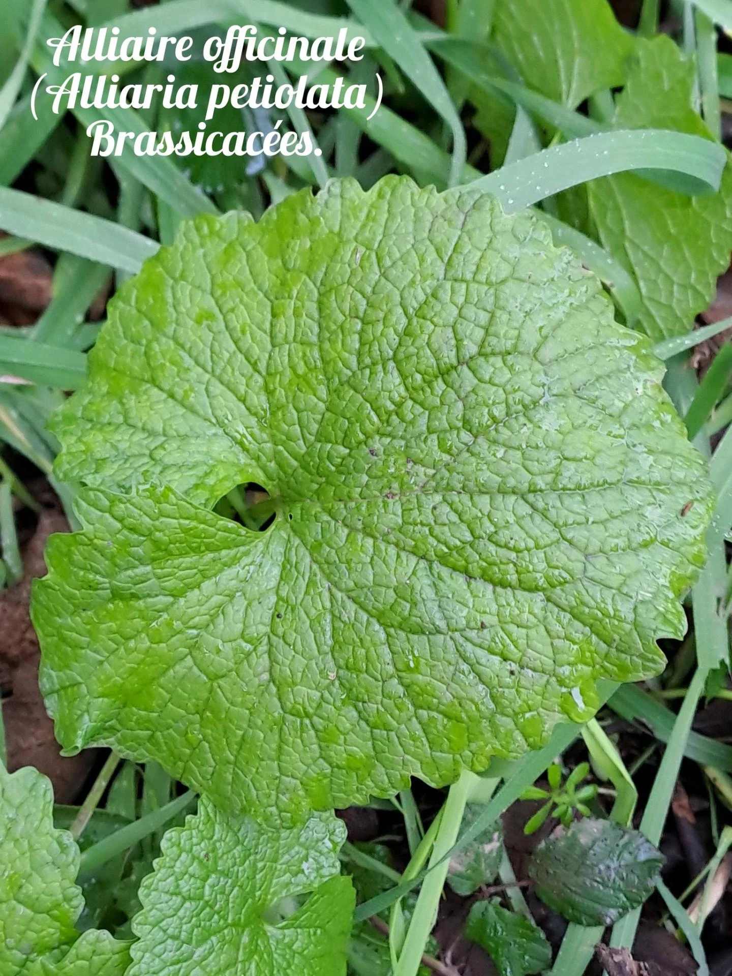 Alliaire officinale 04 12 25 01
