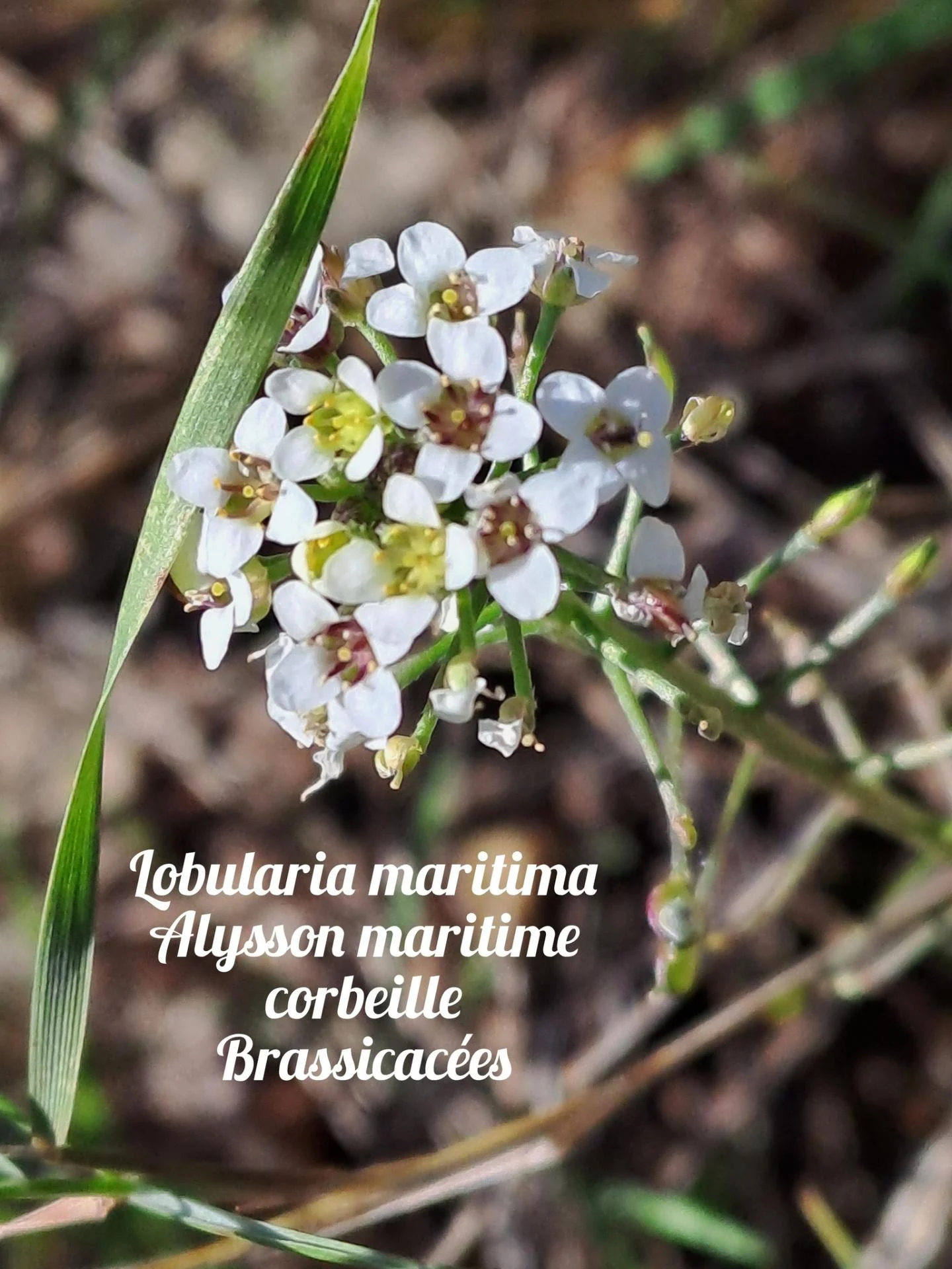 Alysson maritime 20 11 25 01