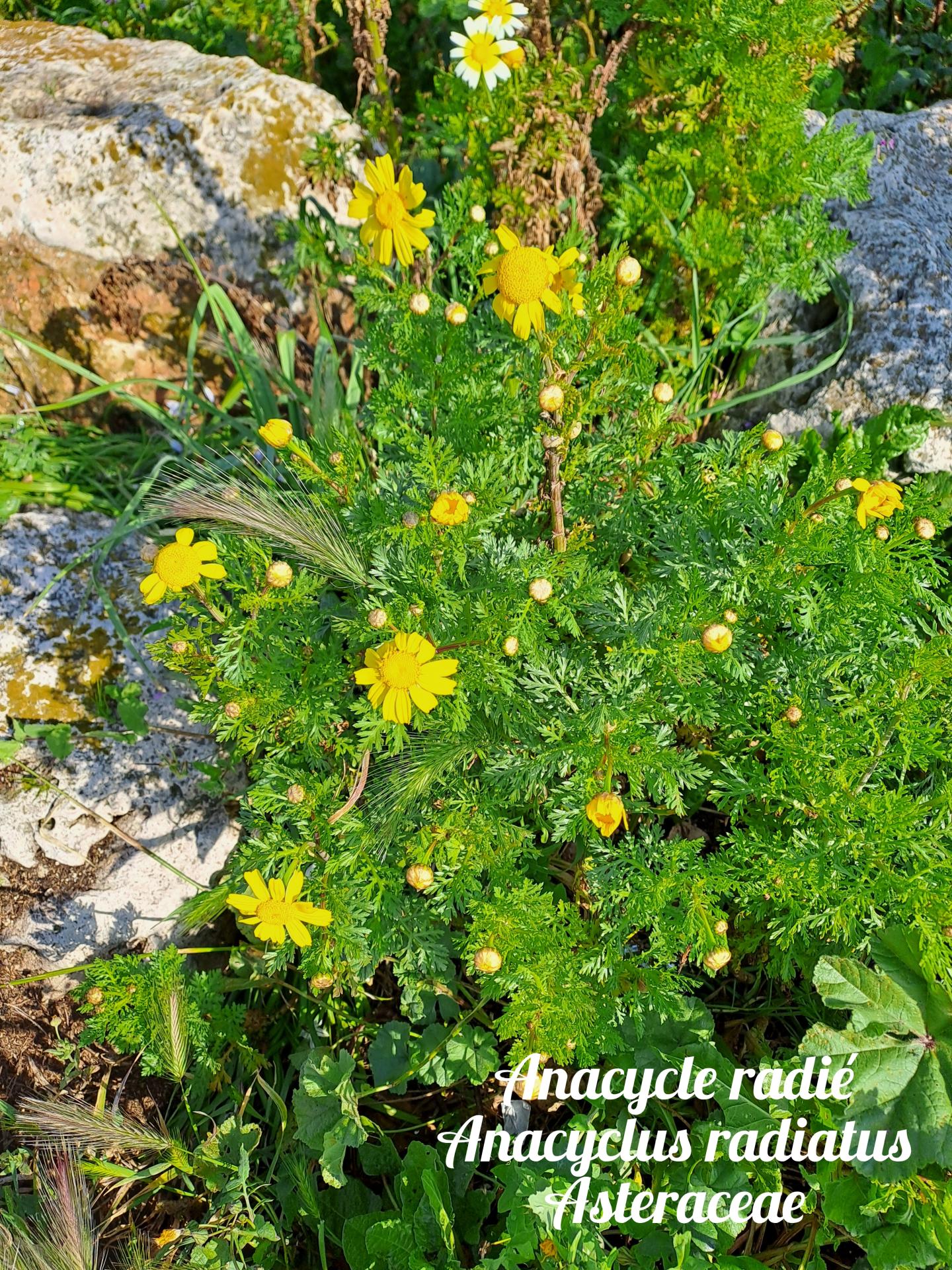 Anacycle radie 01 23 03 26