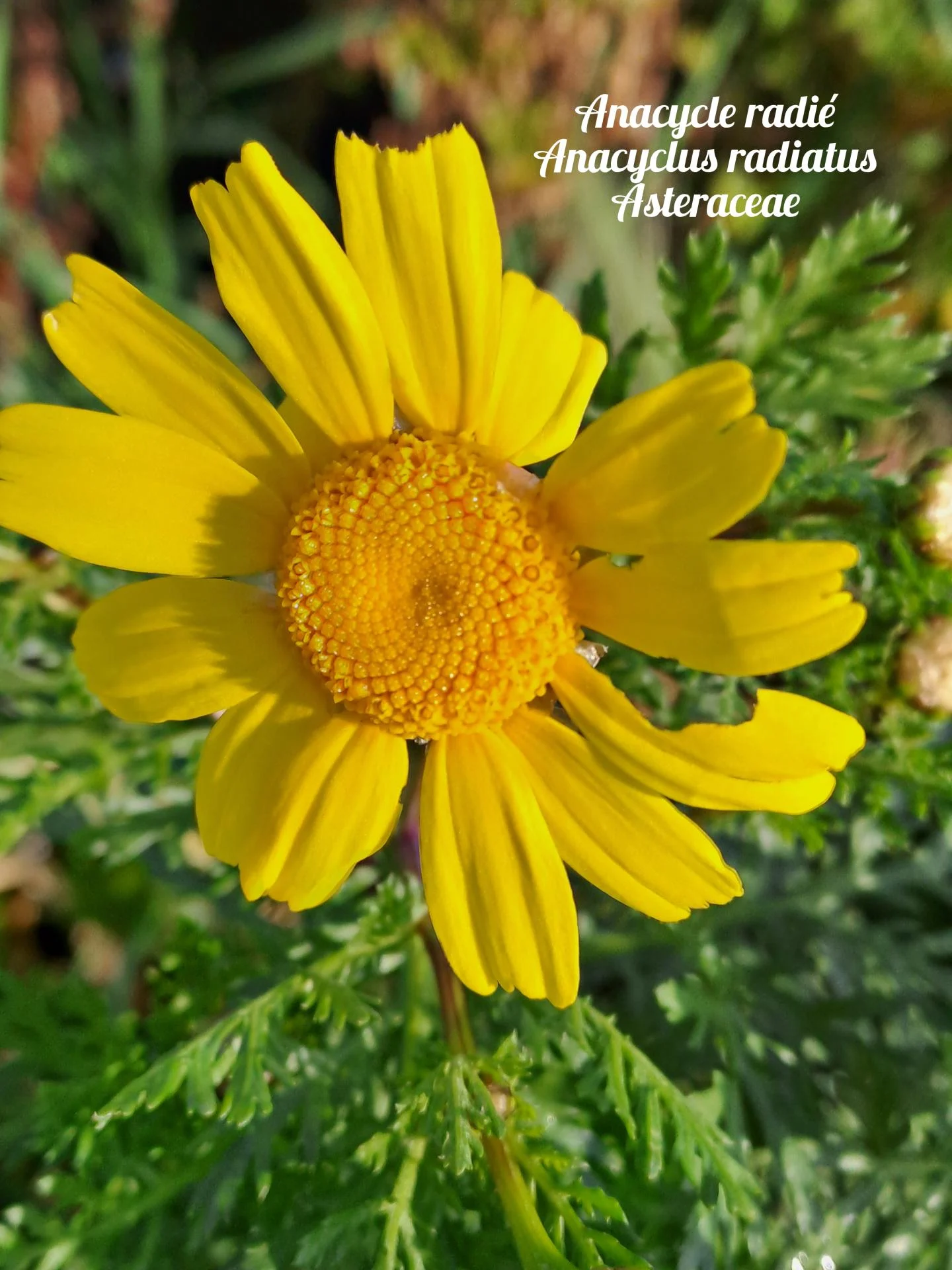 Anacycle radie 02 23 03 26