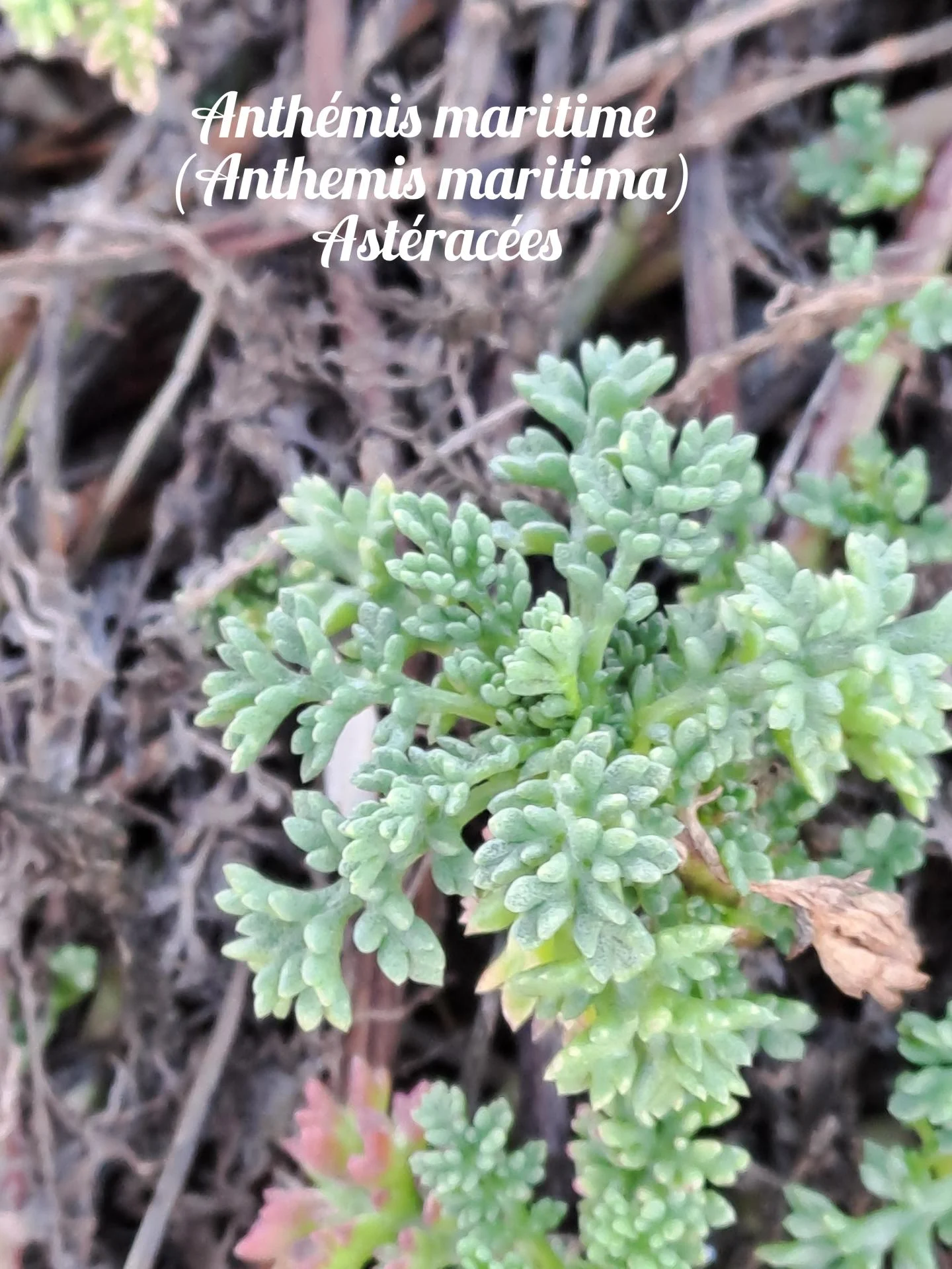 Anthemis maritime 01 23 03 26