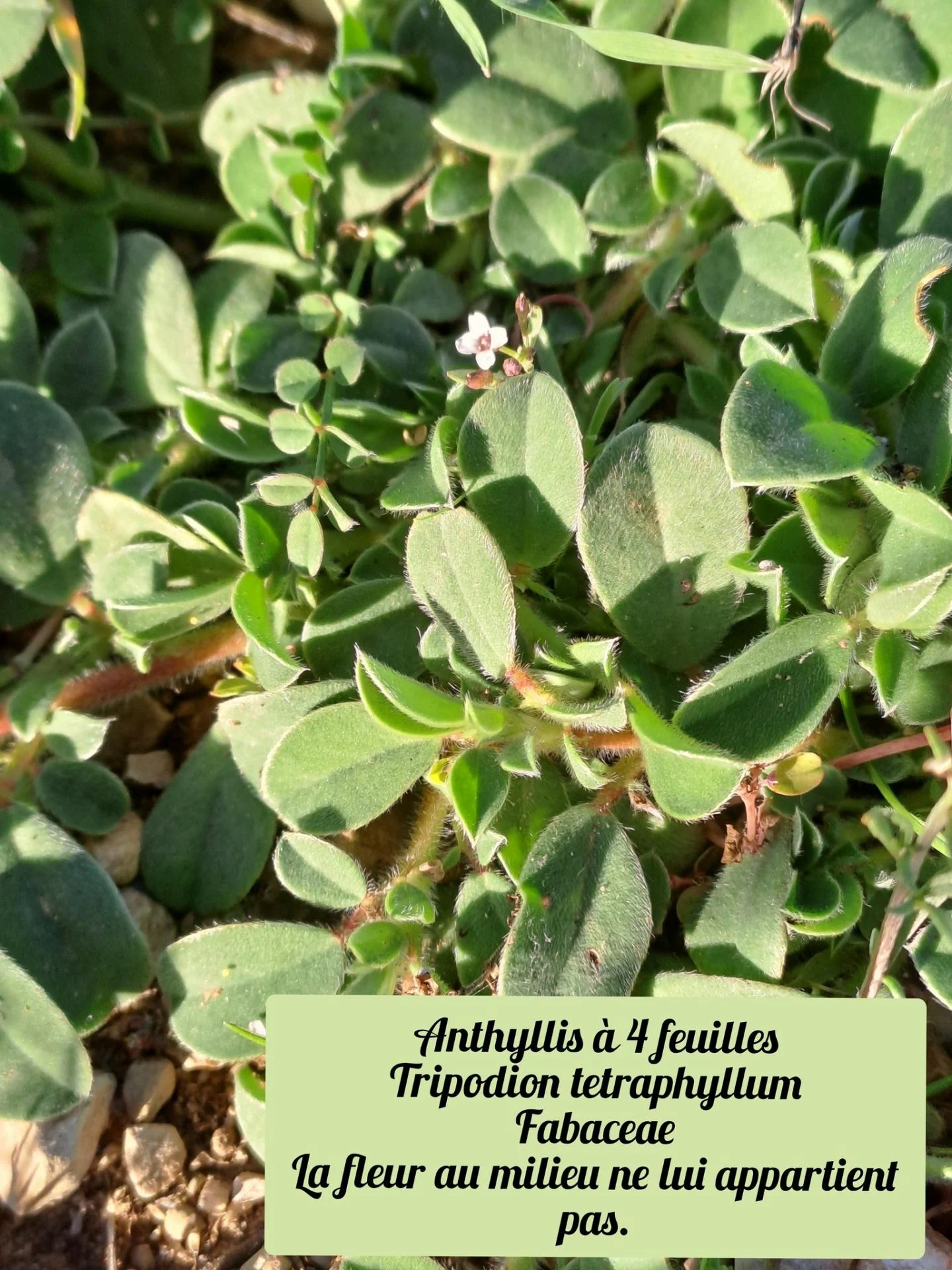 Anthyllis a 4 feuilles 20 11 25 01