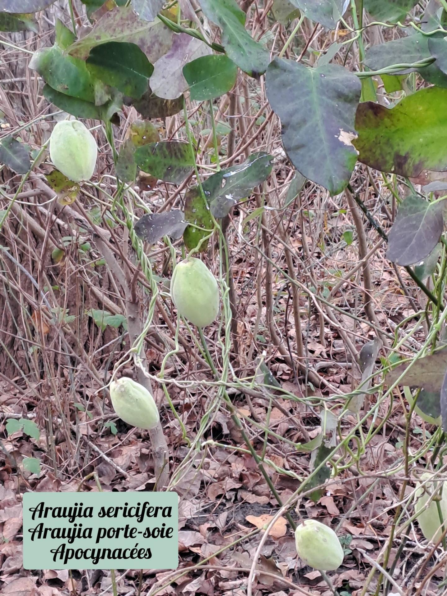 Araujia porte soie 01 17 12 25