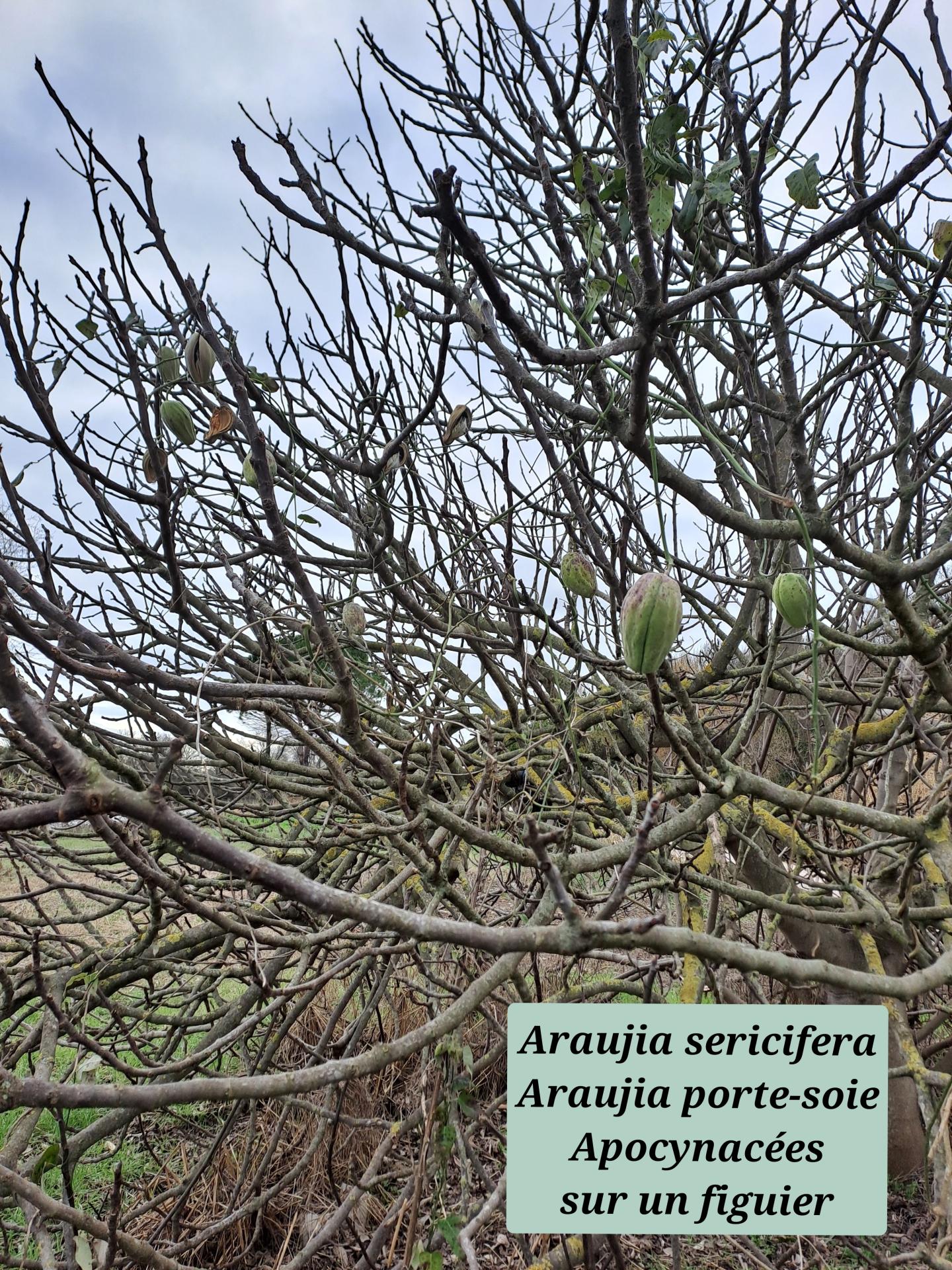 Araujia porte soie 01 21 01 26