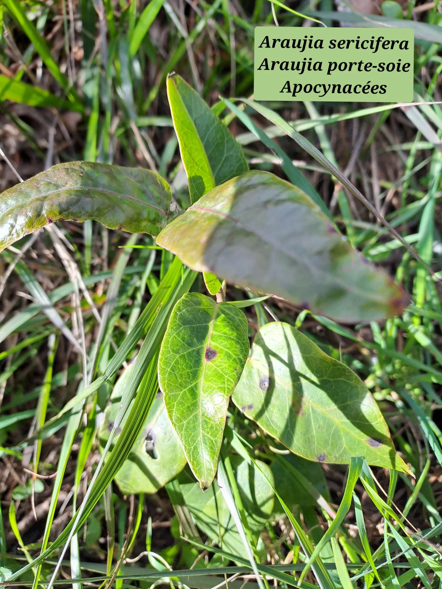 Araujia porte soie 07 21 01 26