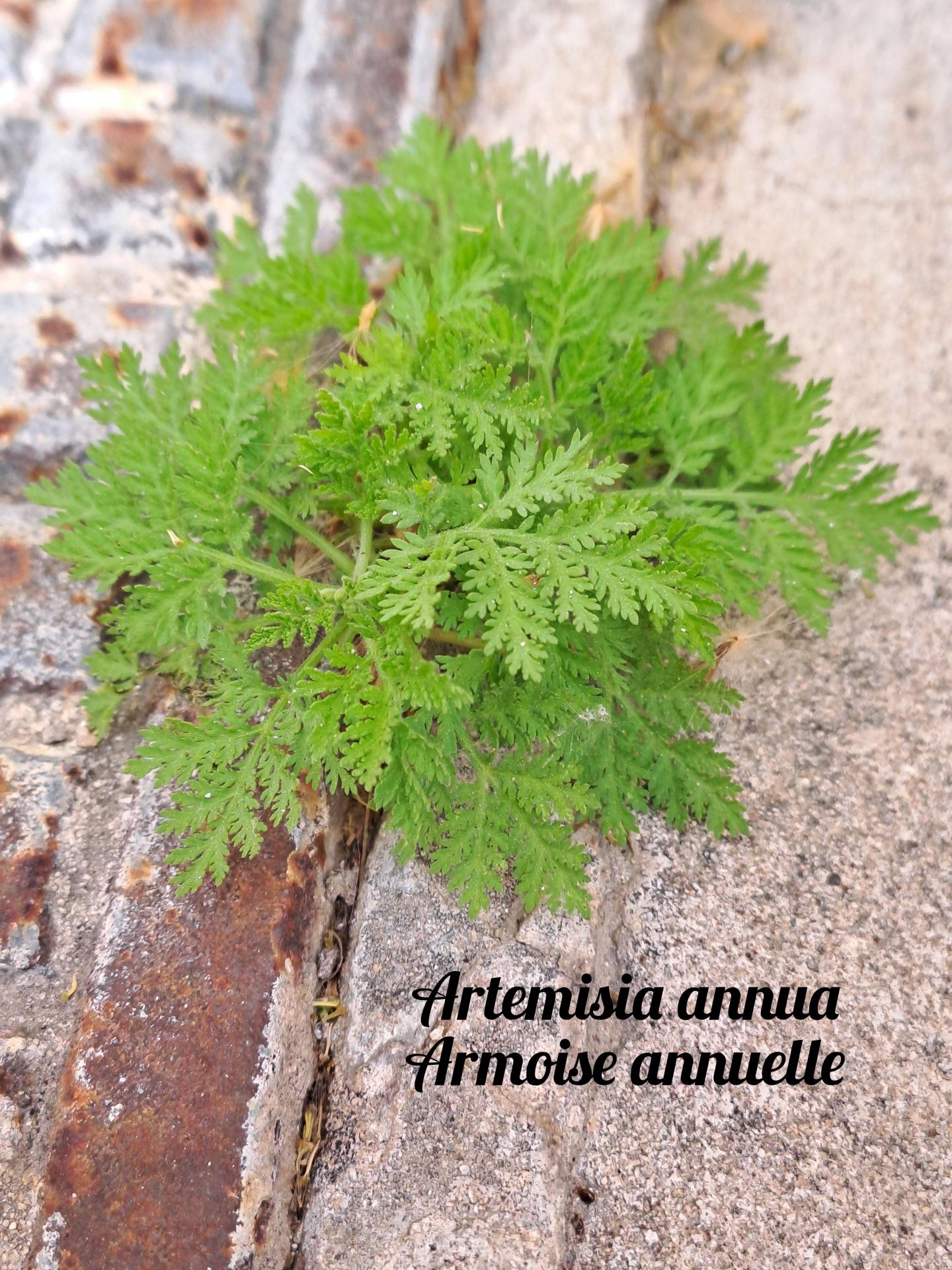 Armoise 01 polish 20250405 075711691