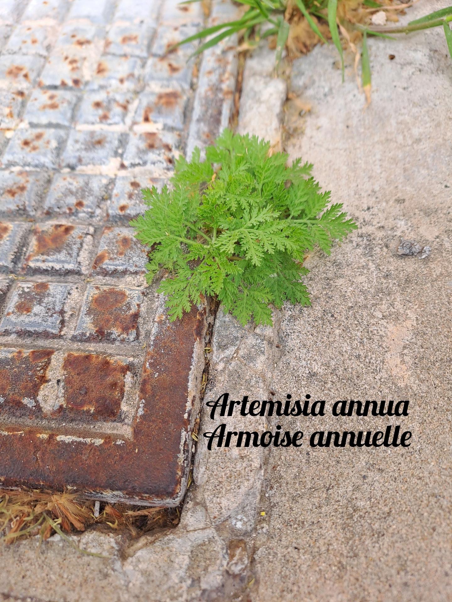 Armoise 01 polish 20250405 075742506