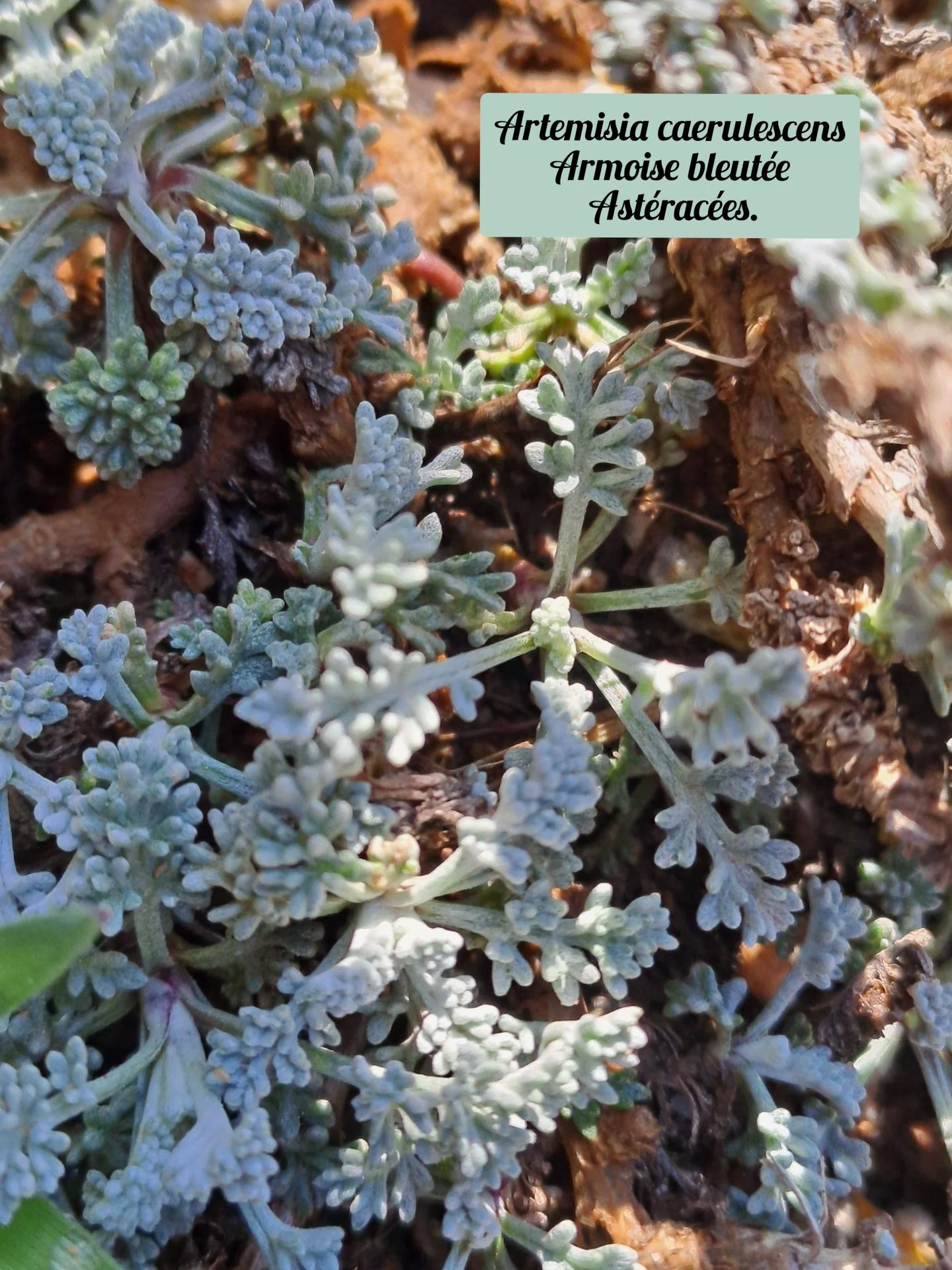 Armoise bleutee 01 23 03 26