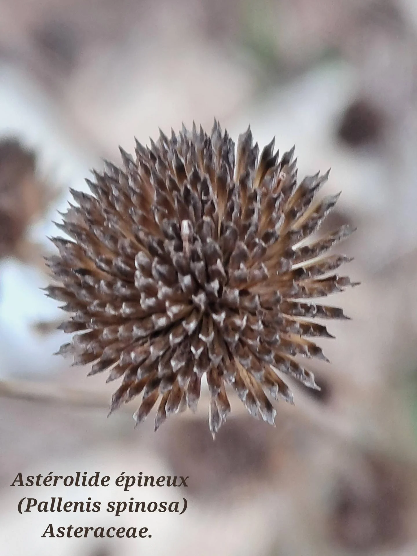 Asterolide epineux 01 07 01 26