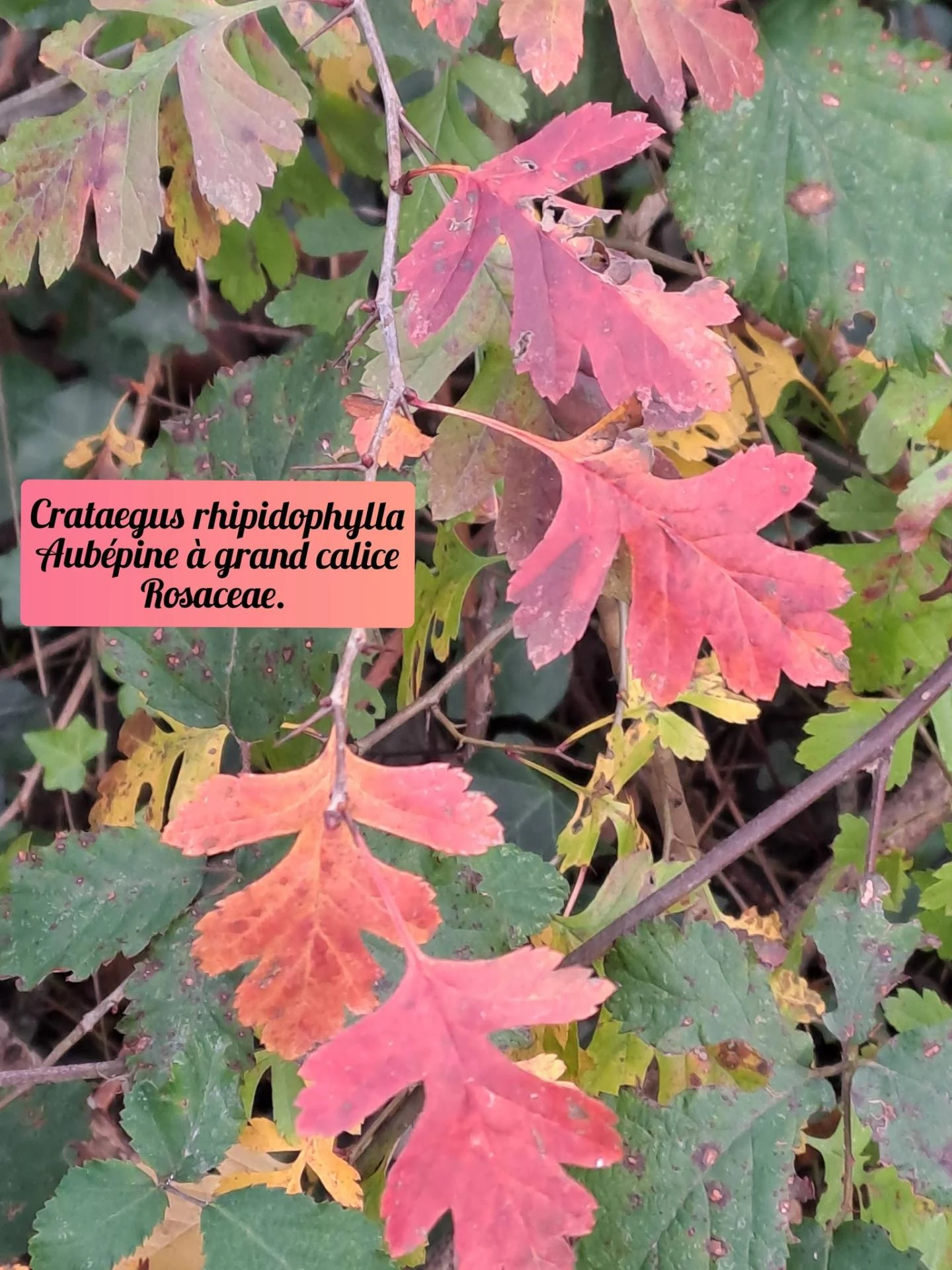 Aubepine a grand calice 01 17 12 25