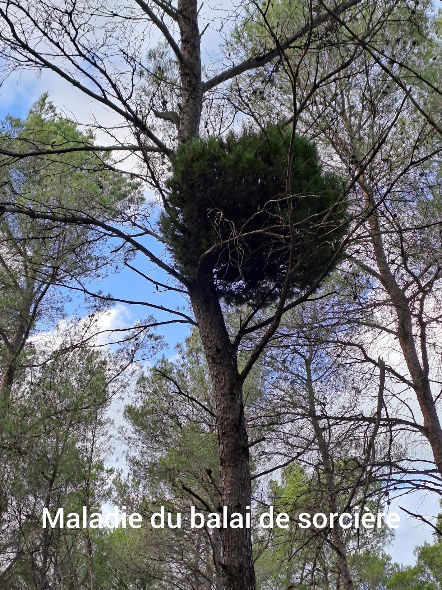 Balai de sorciere 05 11 25 01
