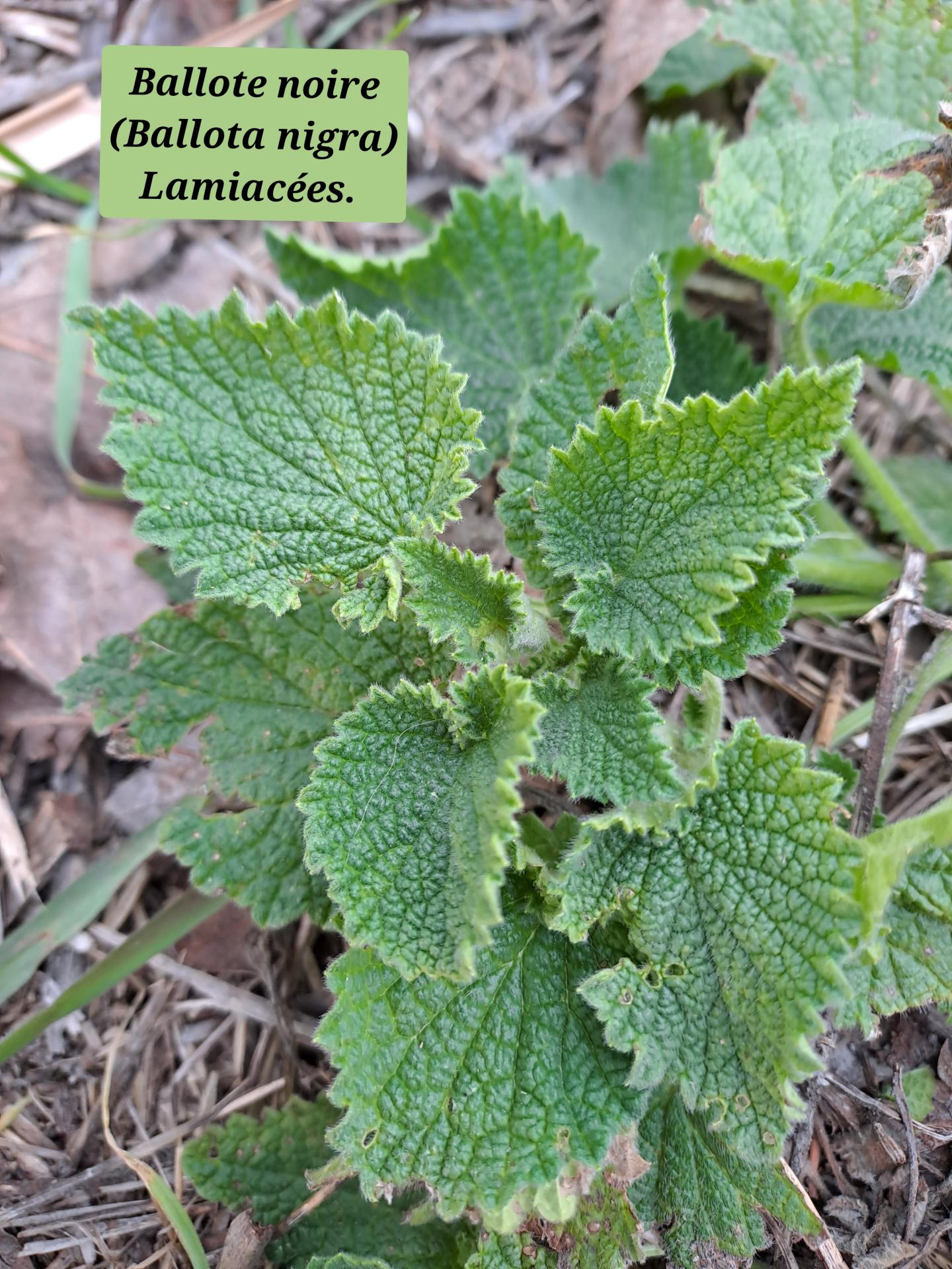 Ballote noire 01 14 01 26