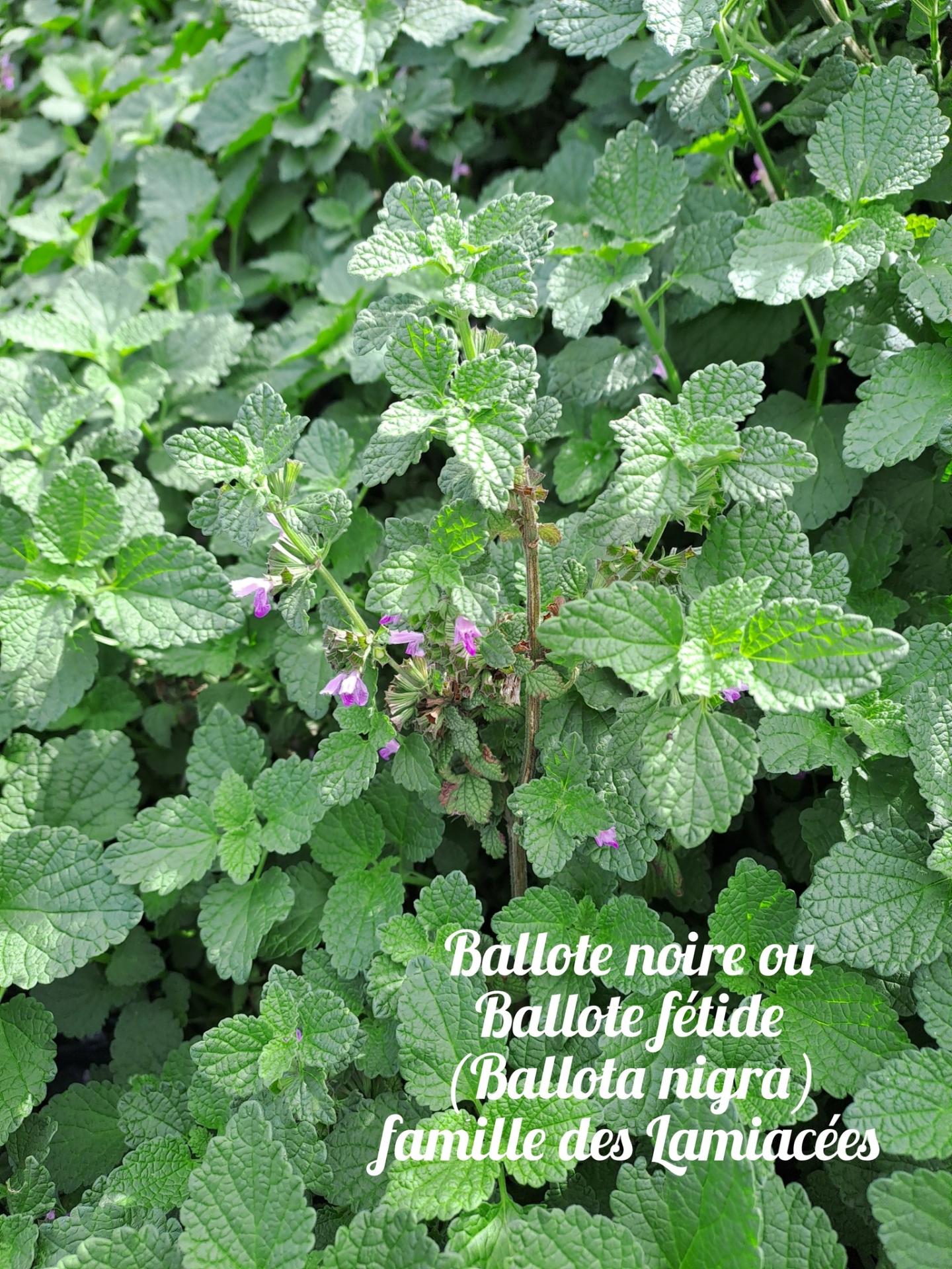 Ballote noire 1 22 10 25