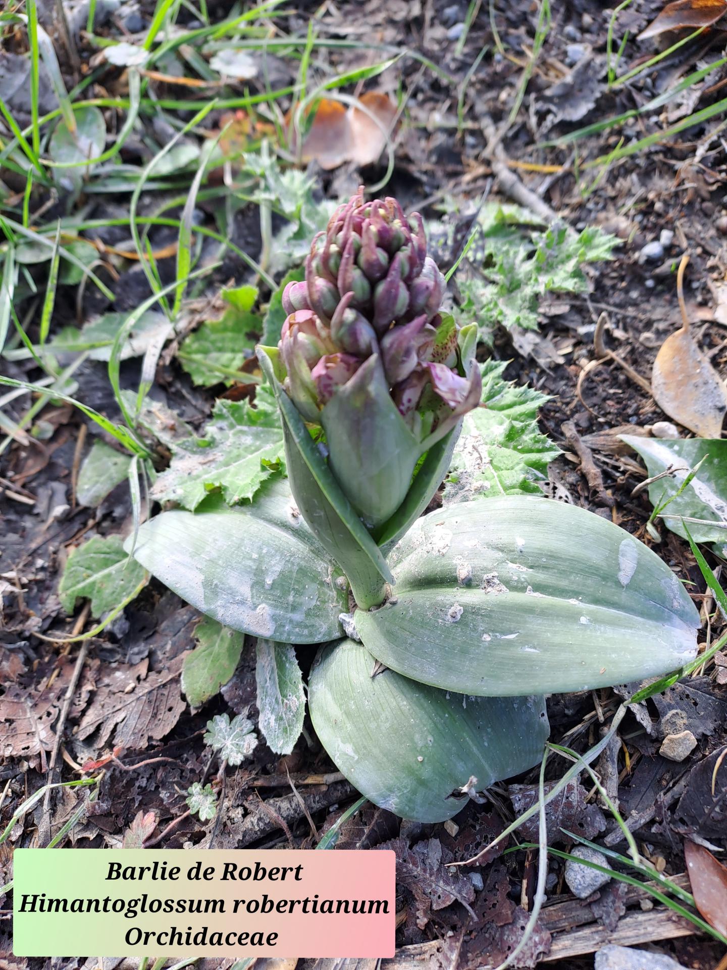 Barlie de robert 01 28 01 26