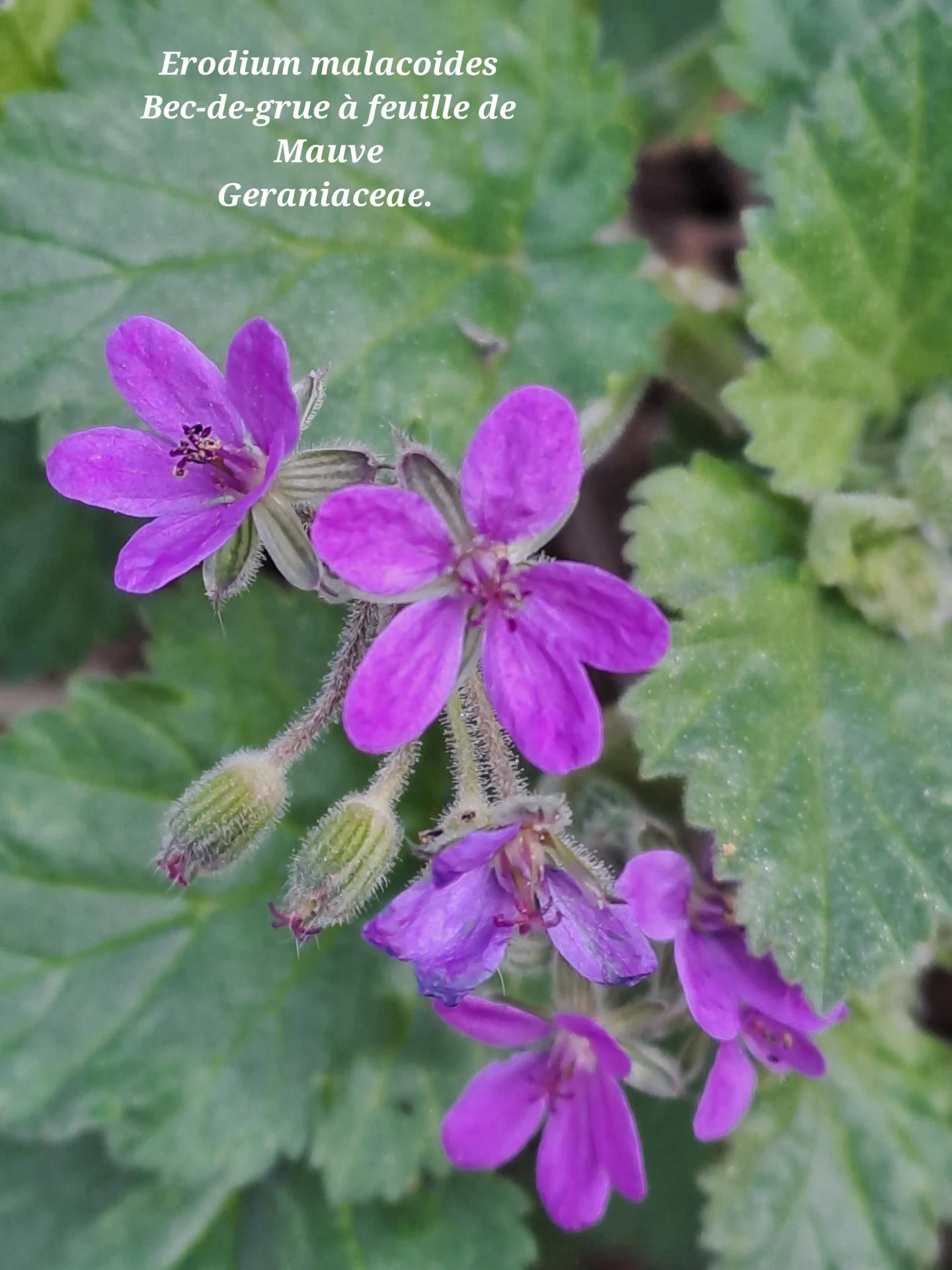 Bec de grue a feuilles de mauve 01 18 02 26