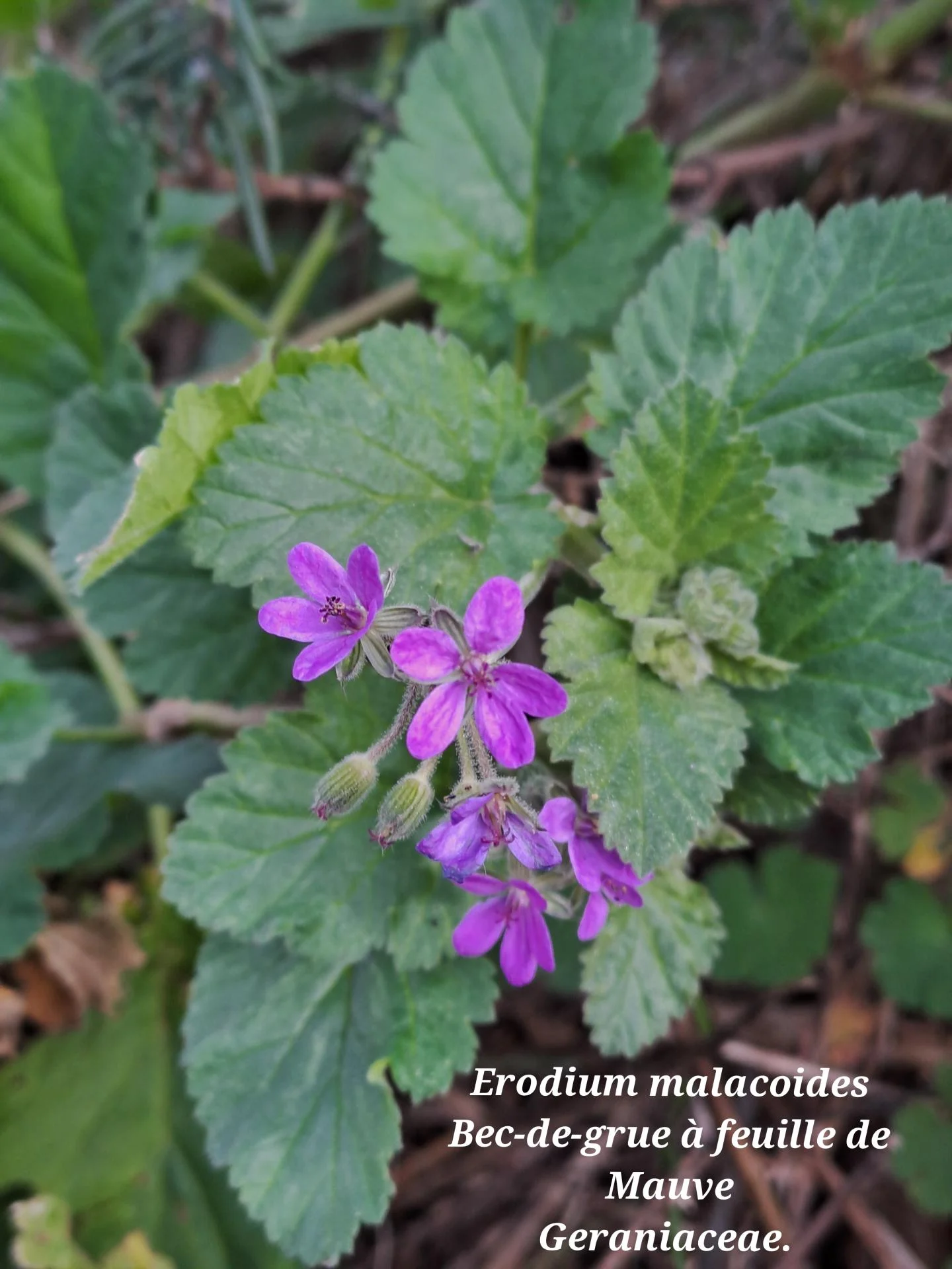 Bec de grue a feuilles de mauve 02 18 02 26
