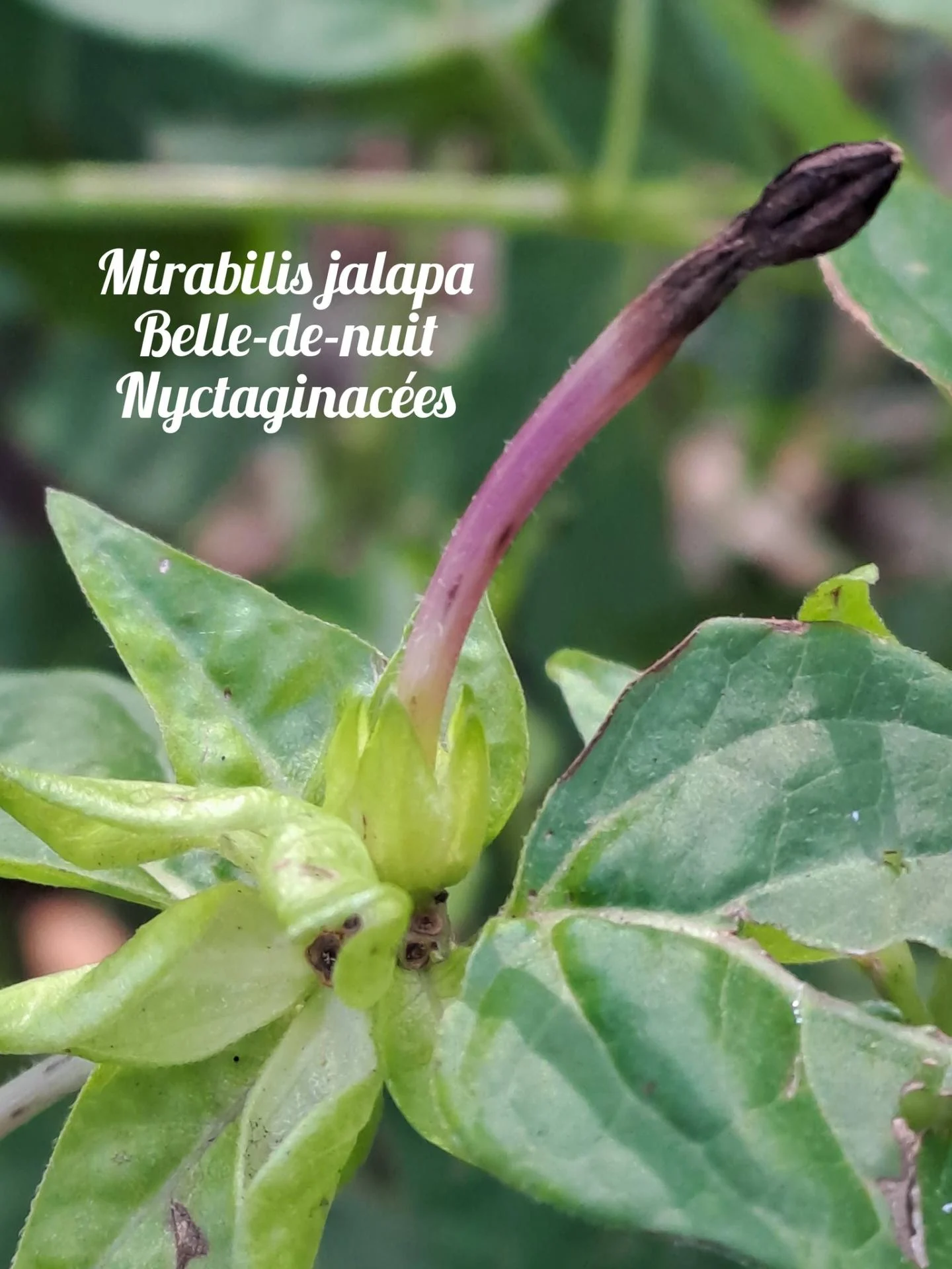 Belle de nuit 01 17 12 25