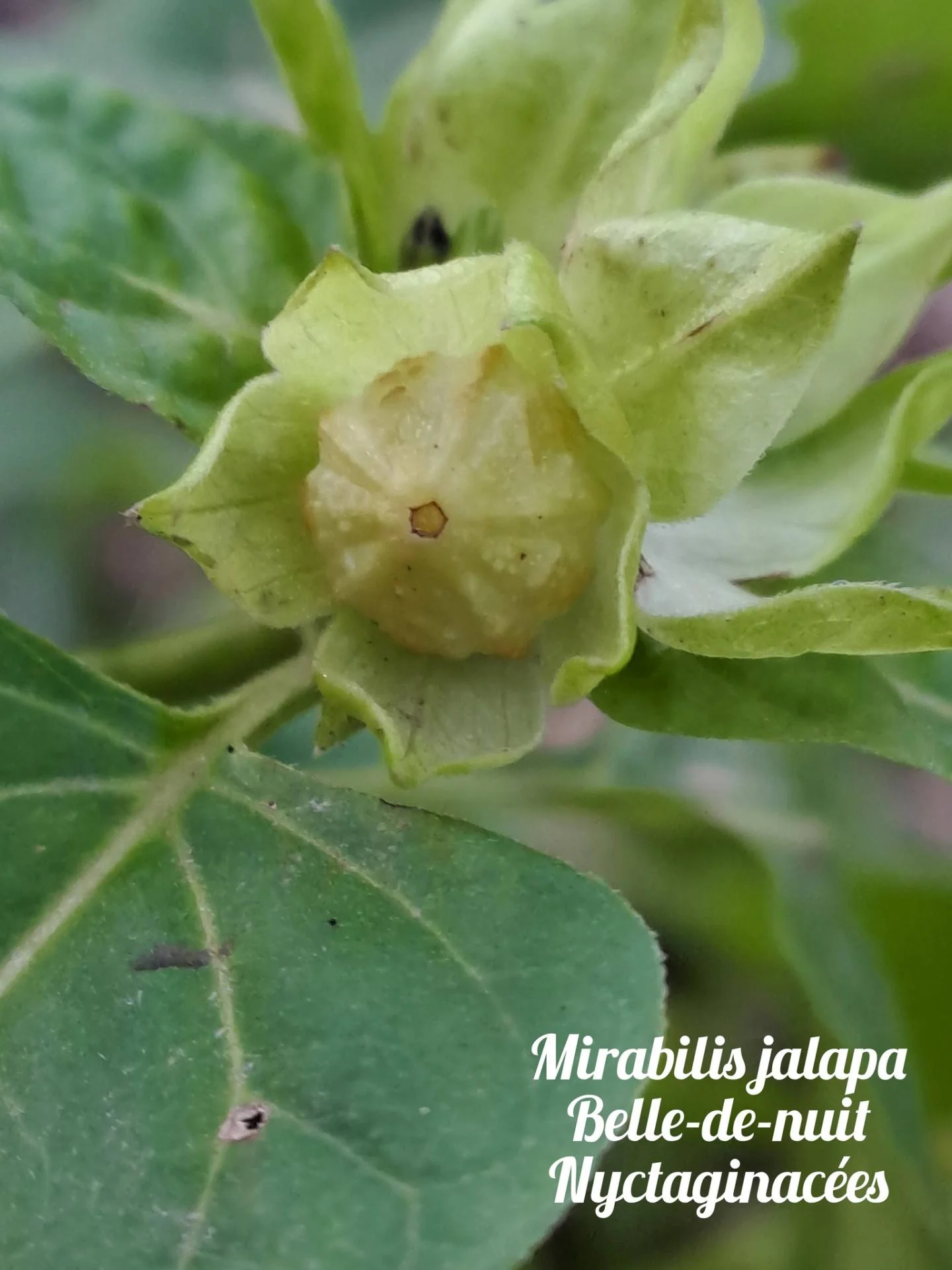 Belle de nuit 02 17 12 25