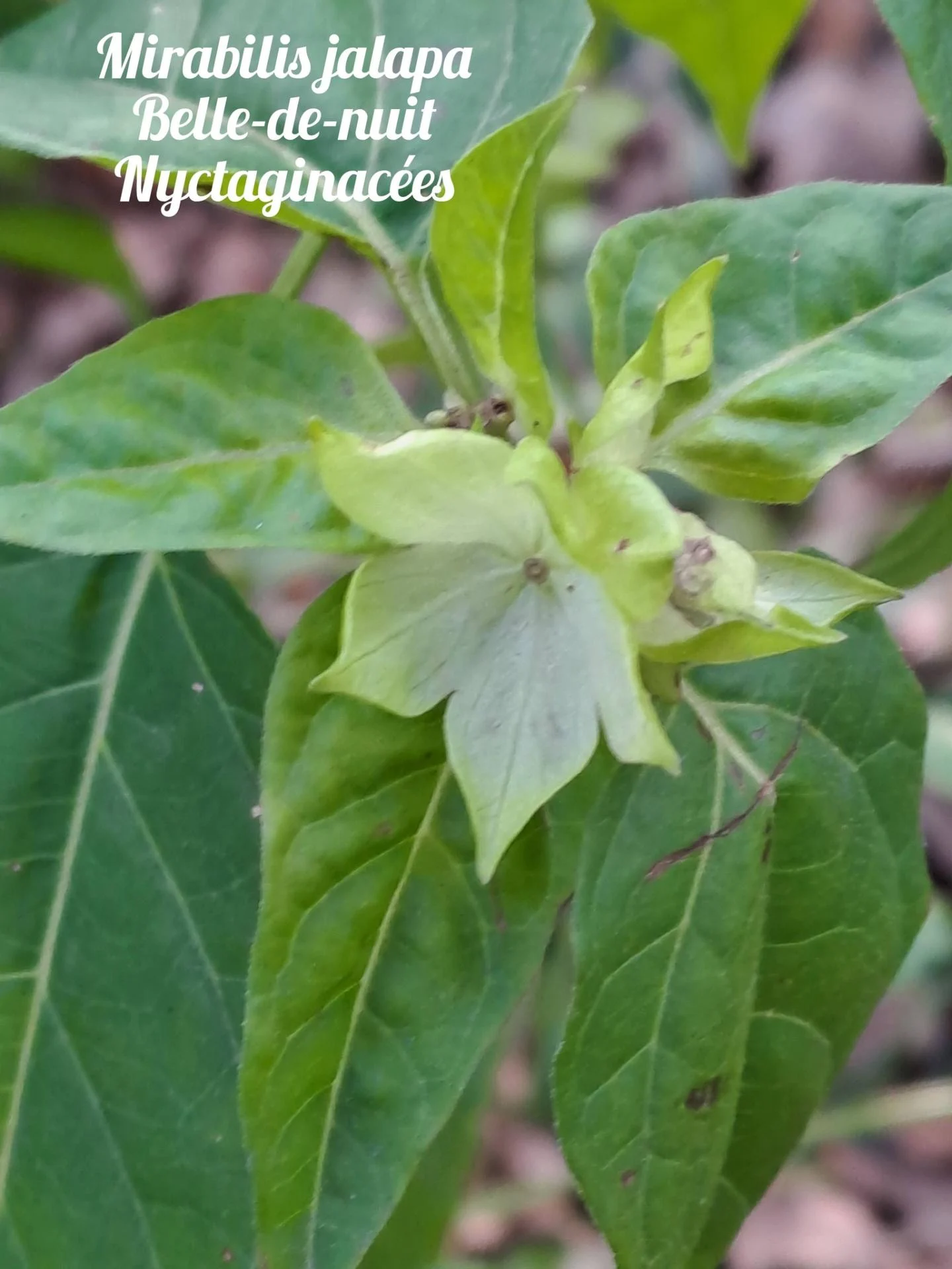 Belle de nuit 03 17 12 25