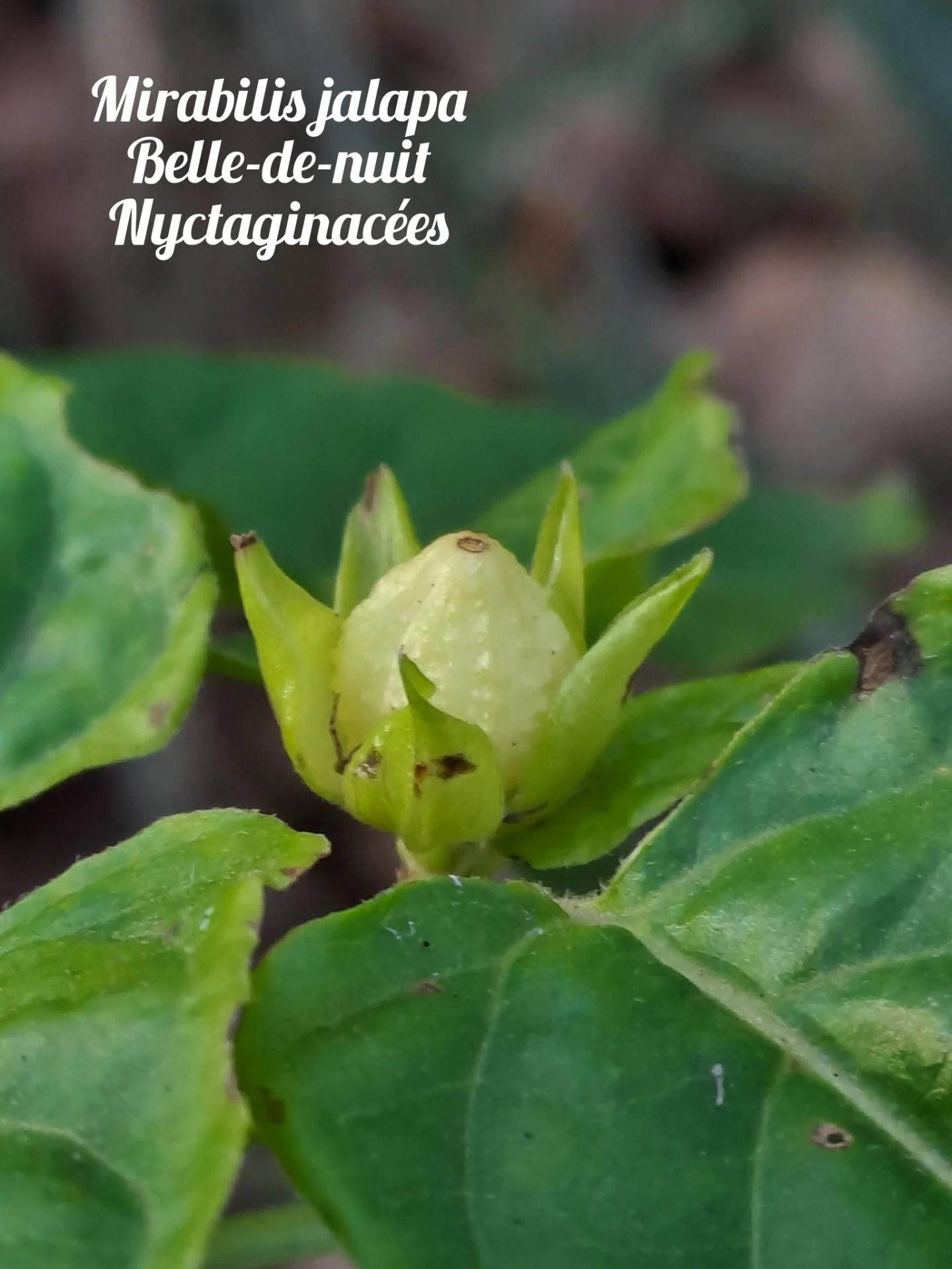 Belle de nuit 04 17 12 25