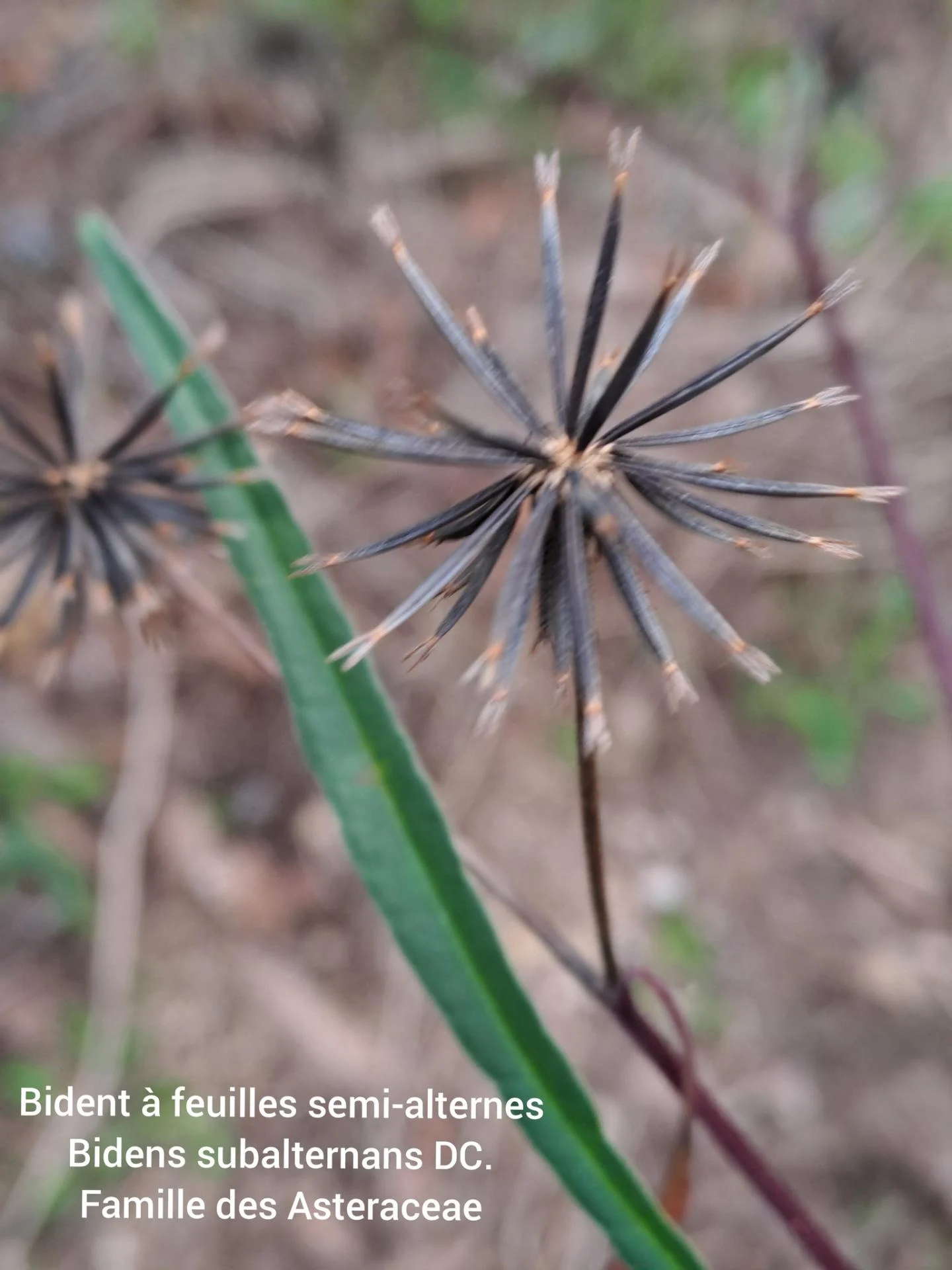 Bident a feuilles semi alternes 05 11 25 01