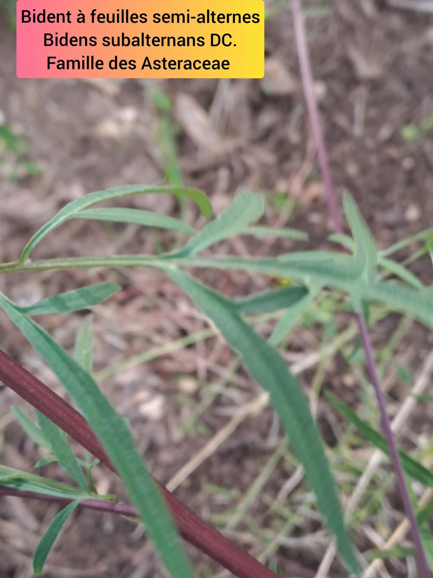 Bident a feuilles semi alternes 05 11 25 02