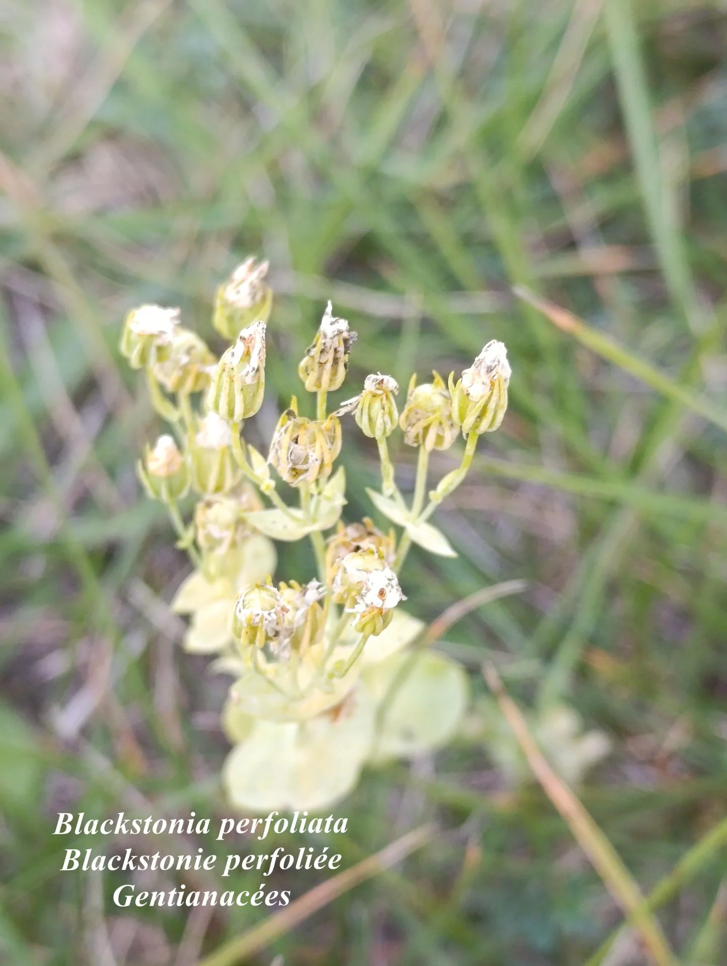 Blackstonia perfoliata 01