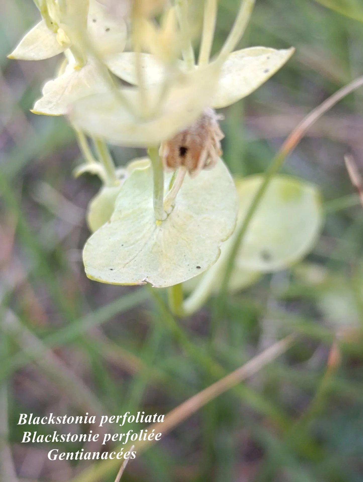 Blackstonia perfoliata 02