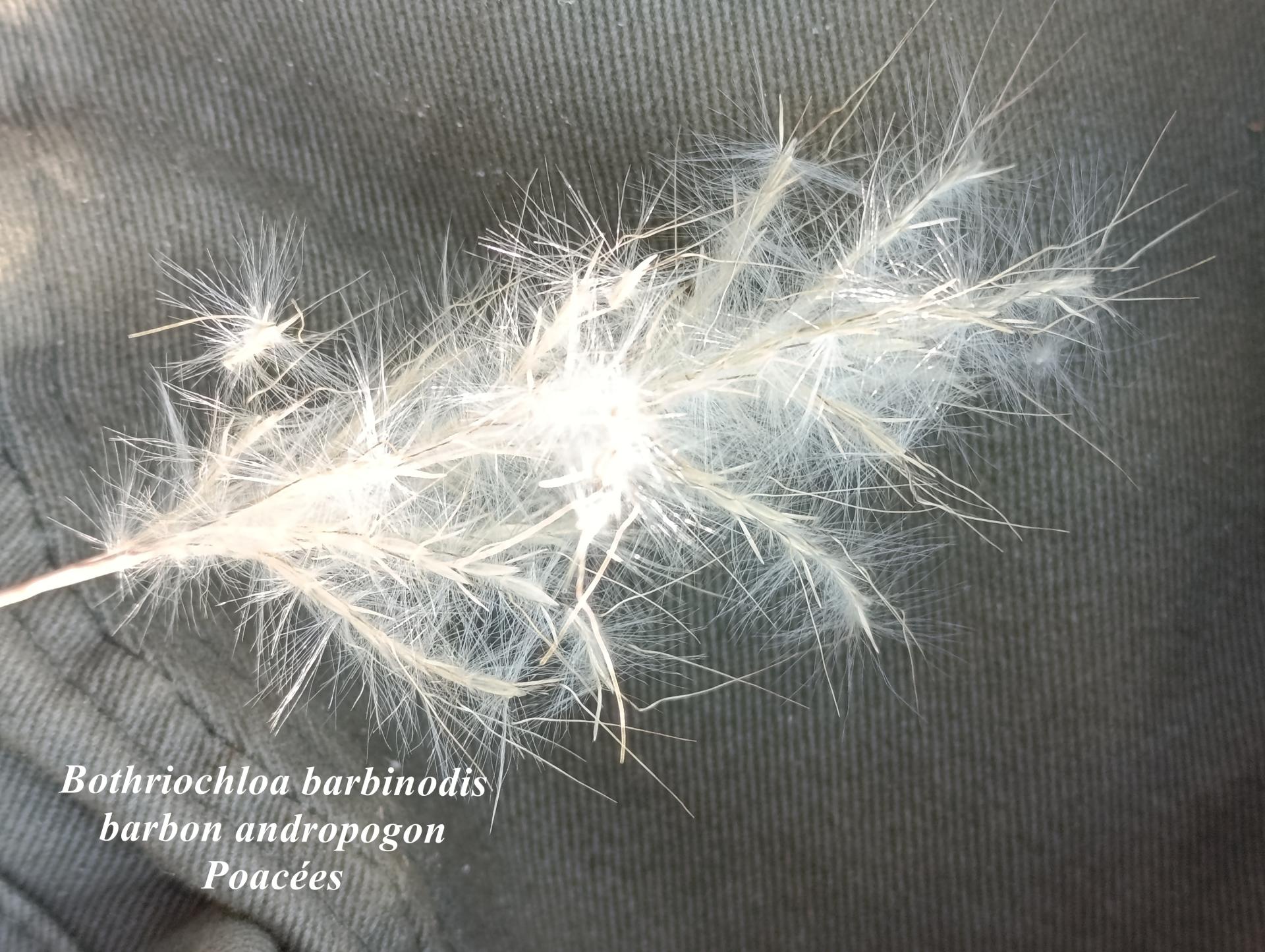 Bothriochloa barbinodis 15 10 2025 15h49m28