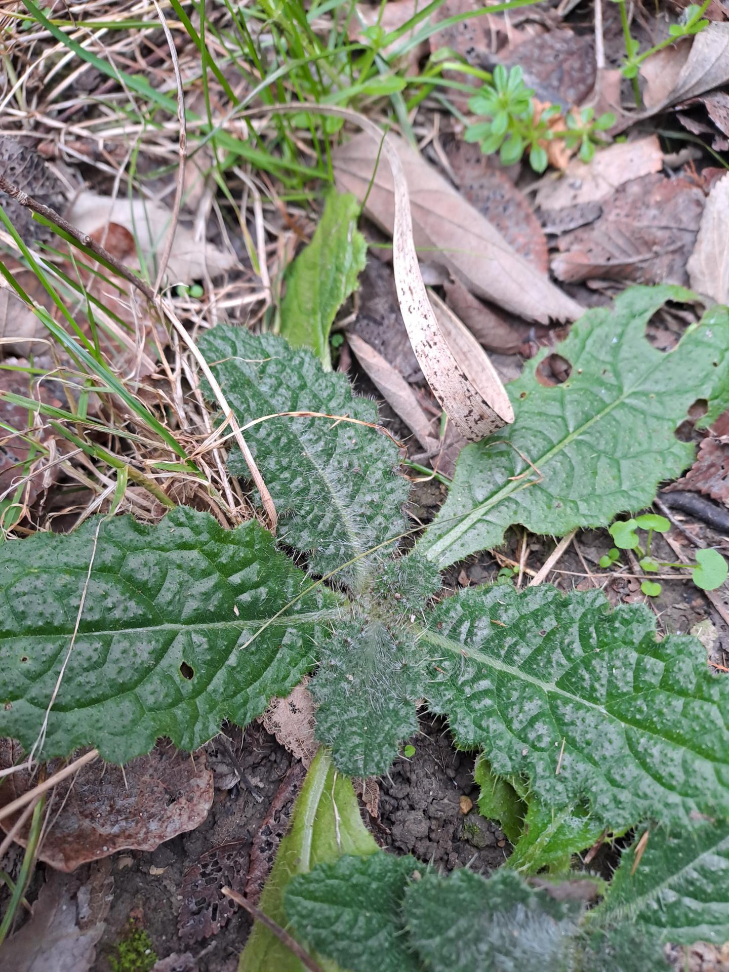 Bourrache corse 01 14 01 26