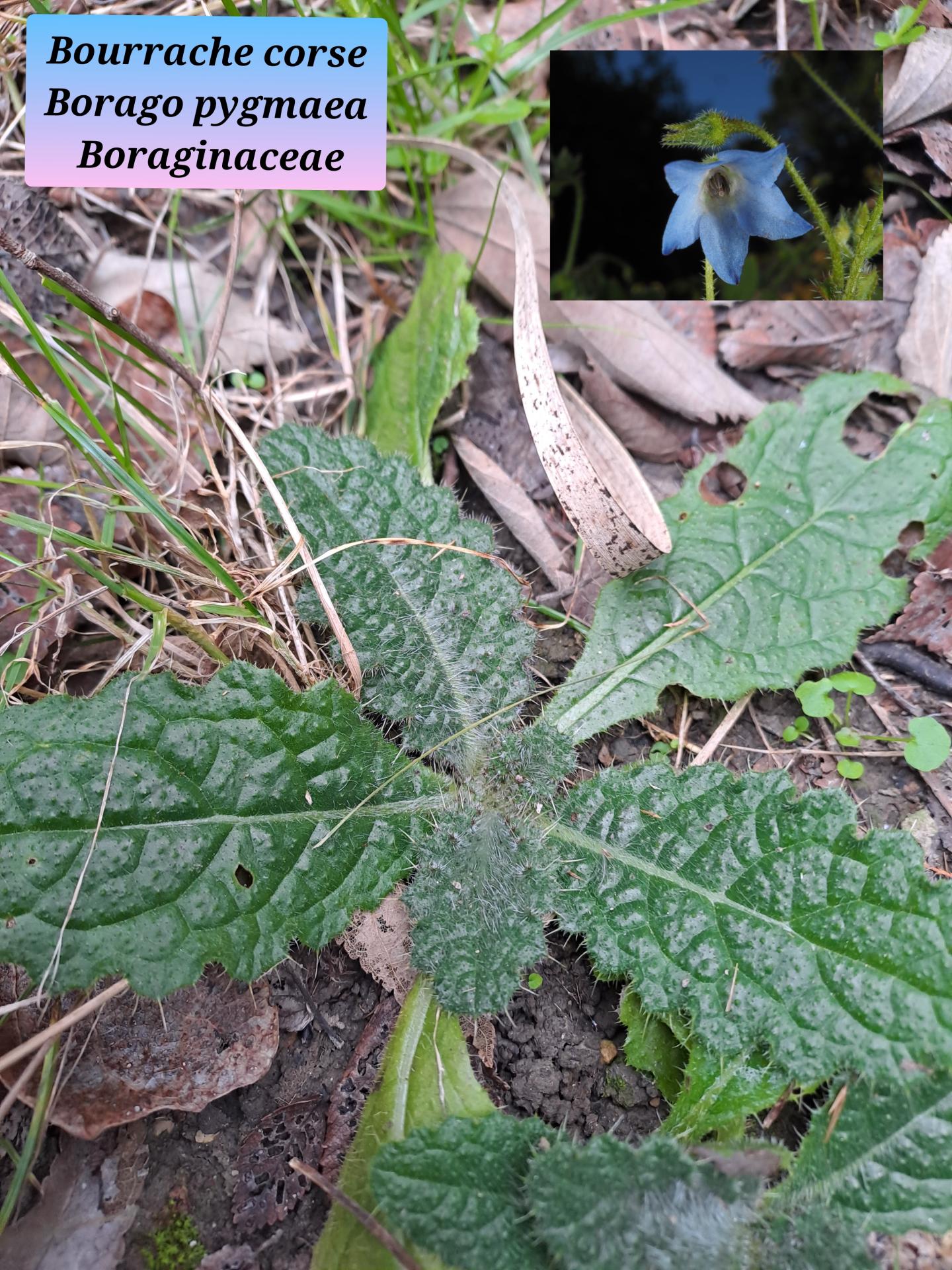 Bourrache corse 03 14 01 26