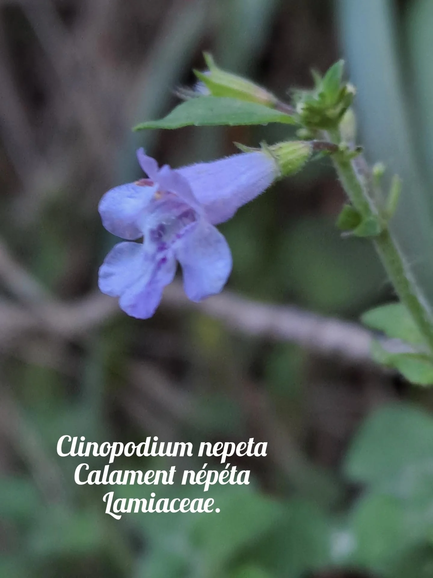 Calament nepeta 20 11 25 01