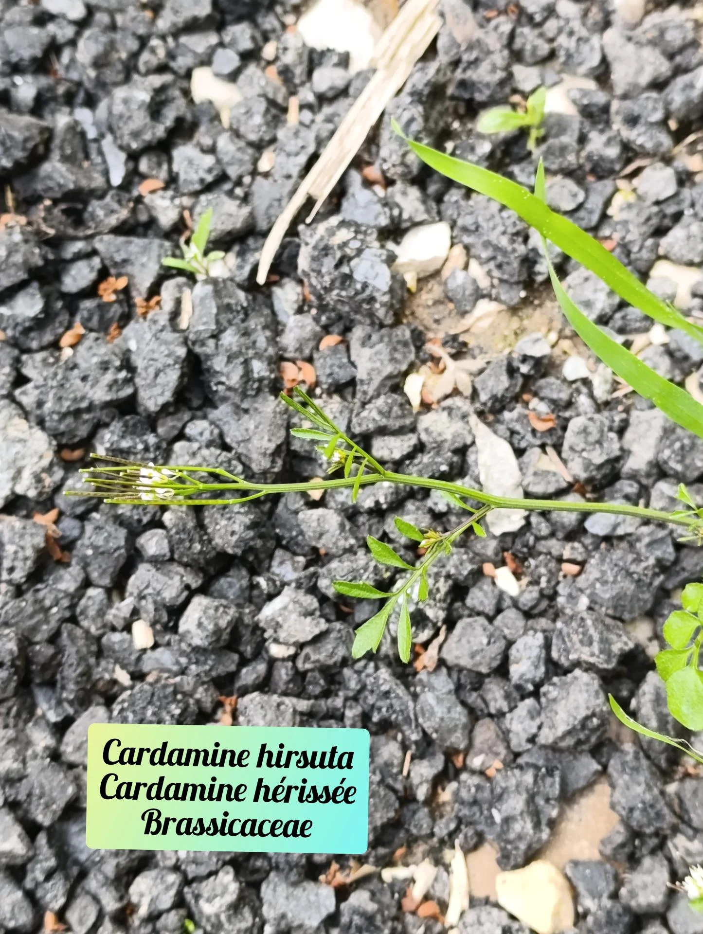 Cardamine hirsute 01 25 03 26