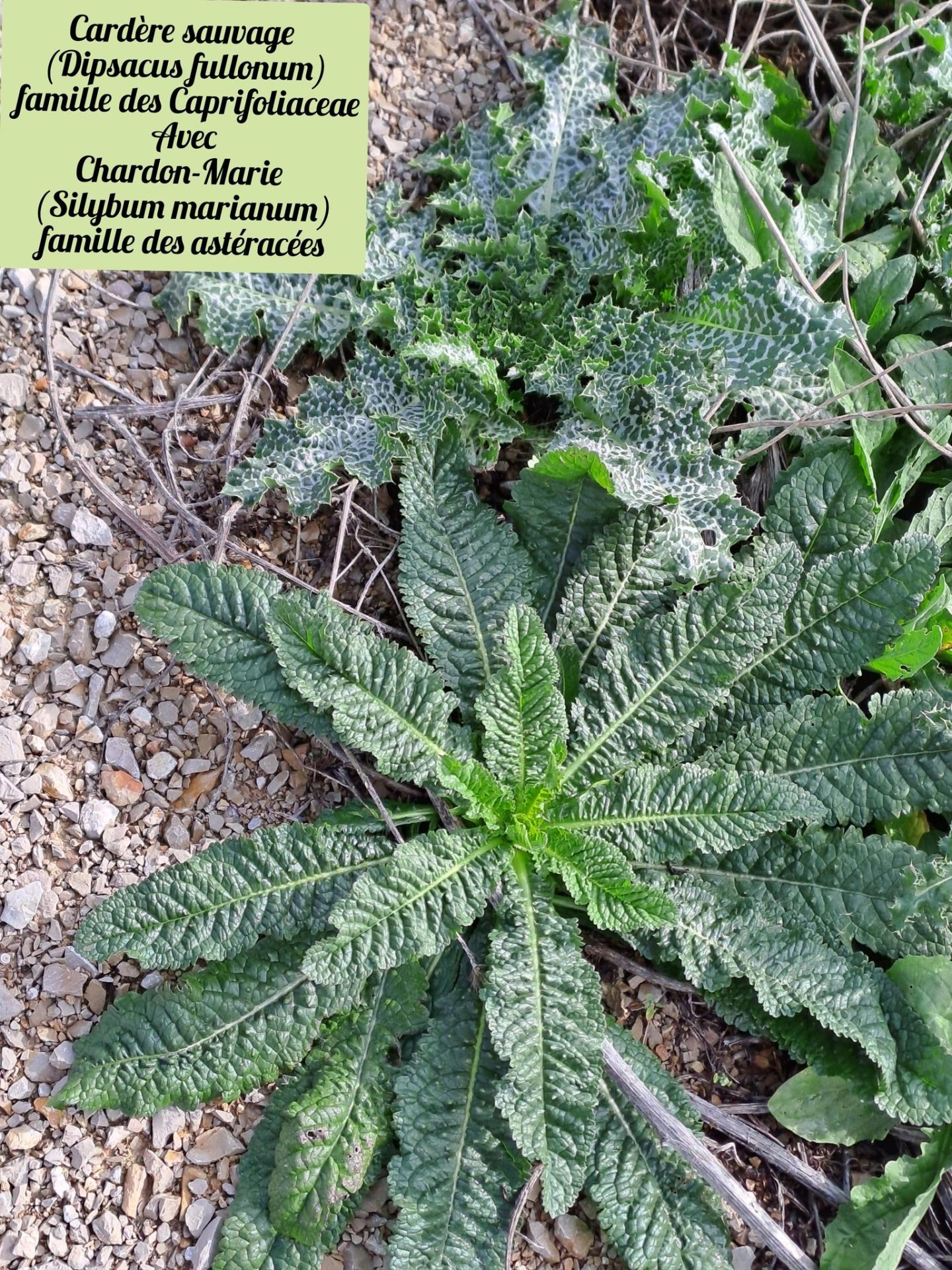 Cardere sauvage 1 22 10 25